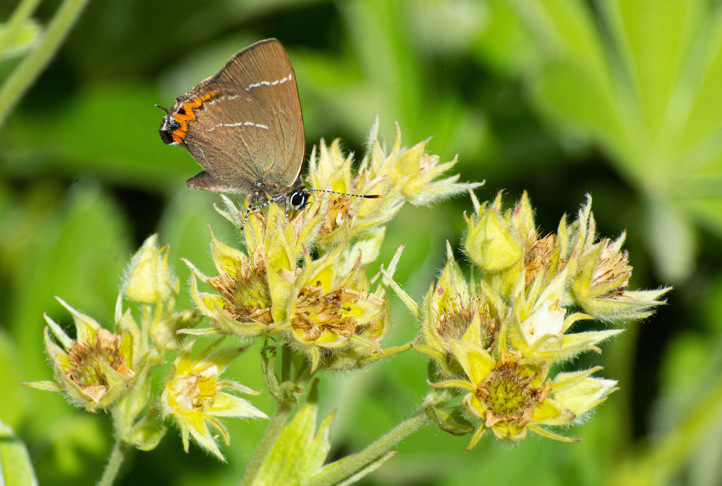 Butterfly