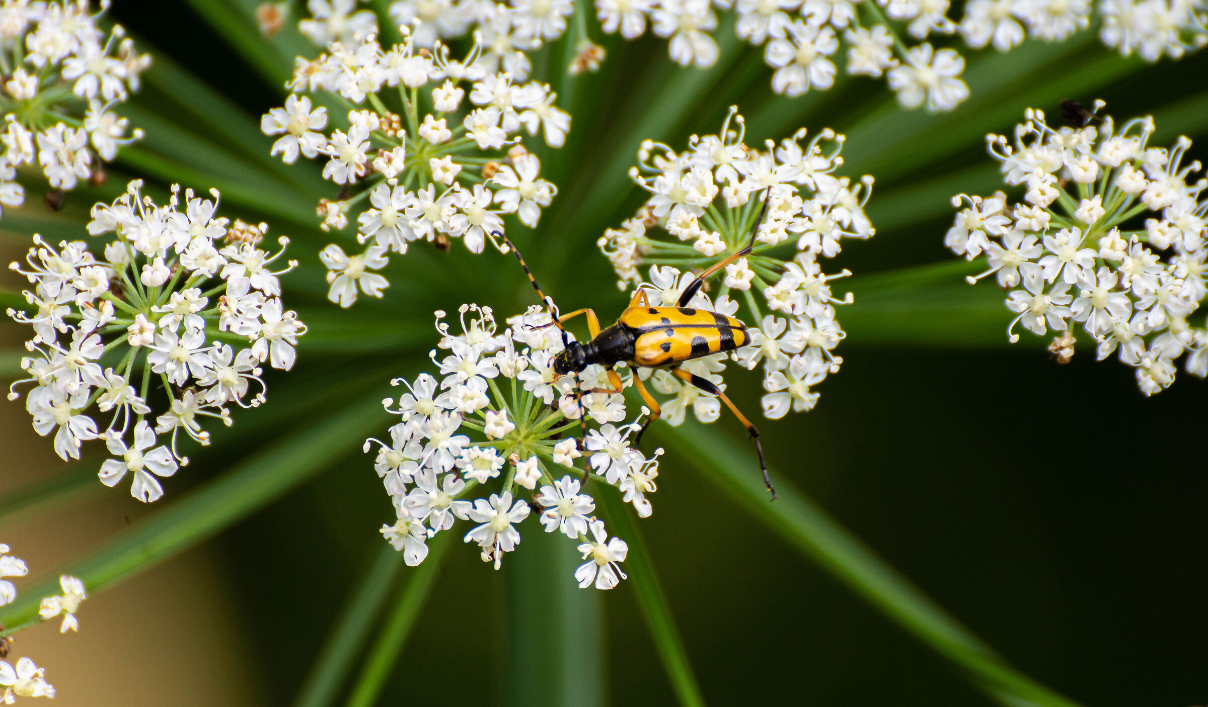 Insect