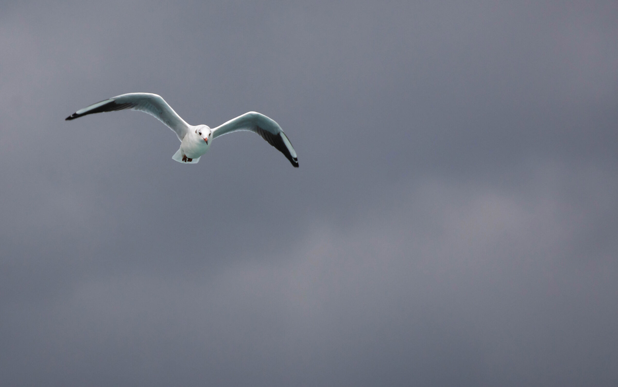 Common Gull