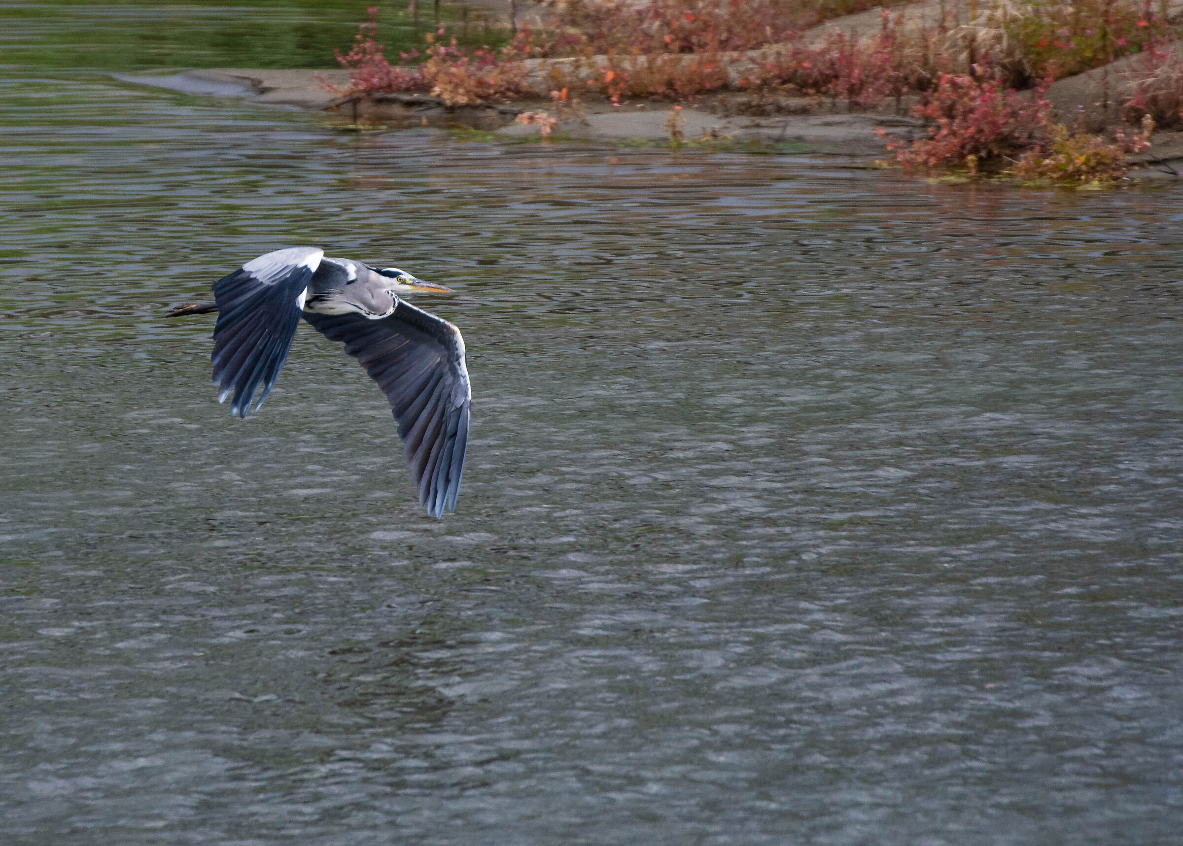 Heron Cenerino in flight