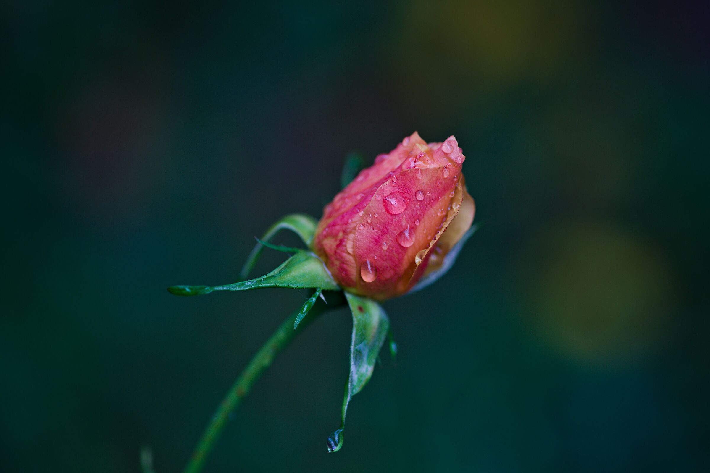 Ultima fioritura di Dicembre