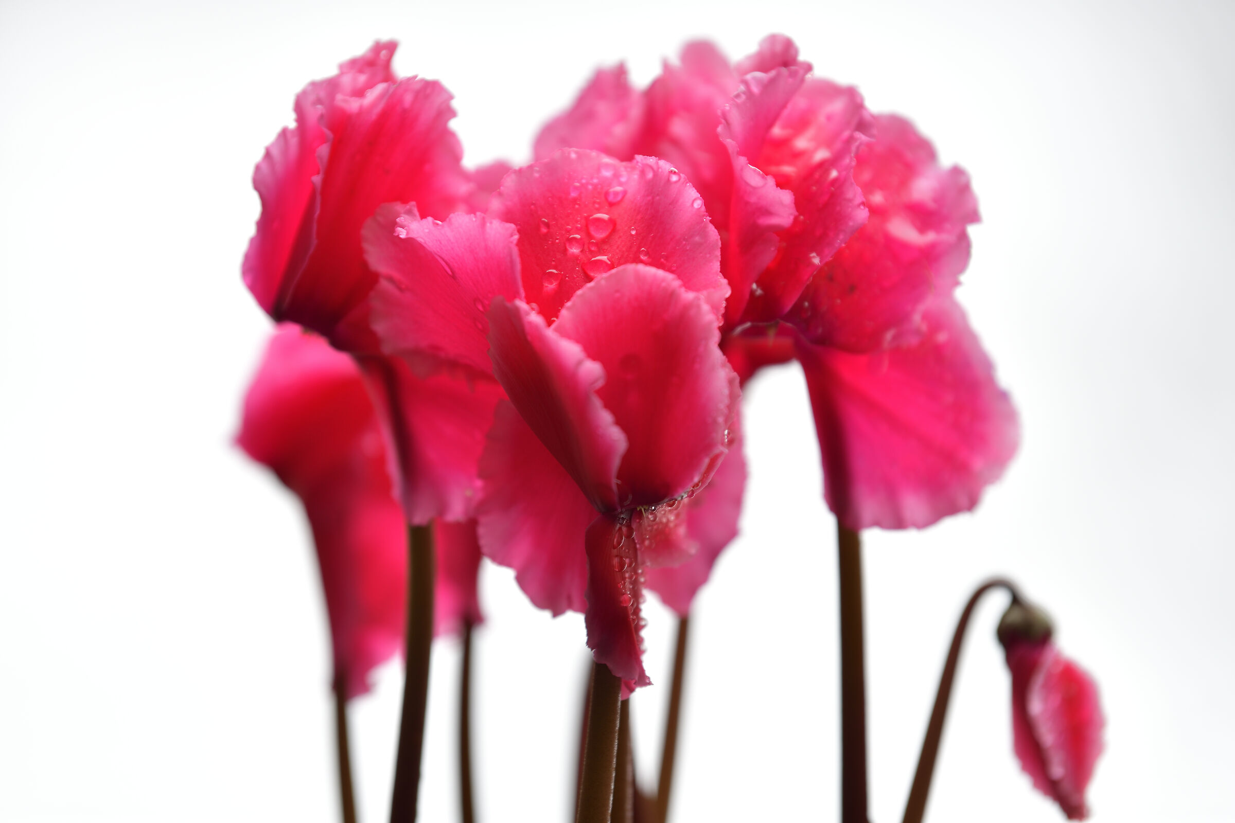 Cyclamen