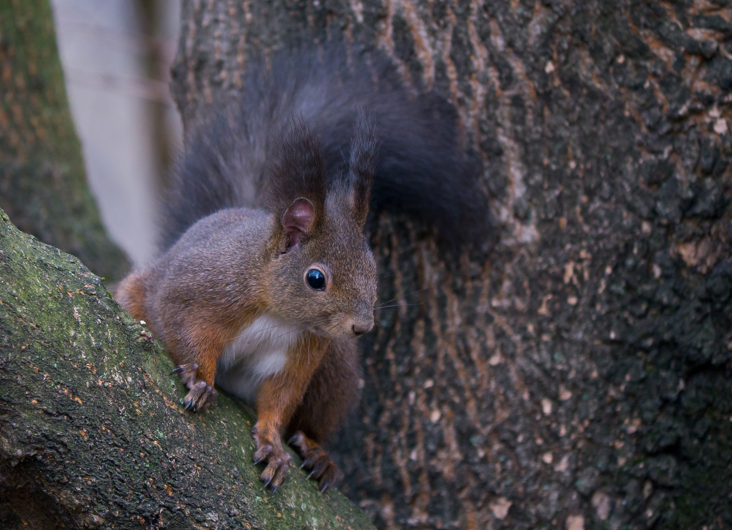 Scoiattolo Rosso (esemplare adulto)