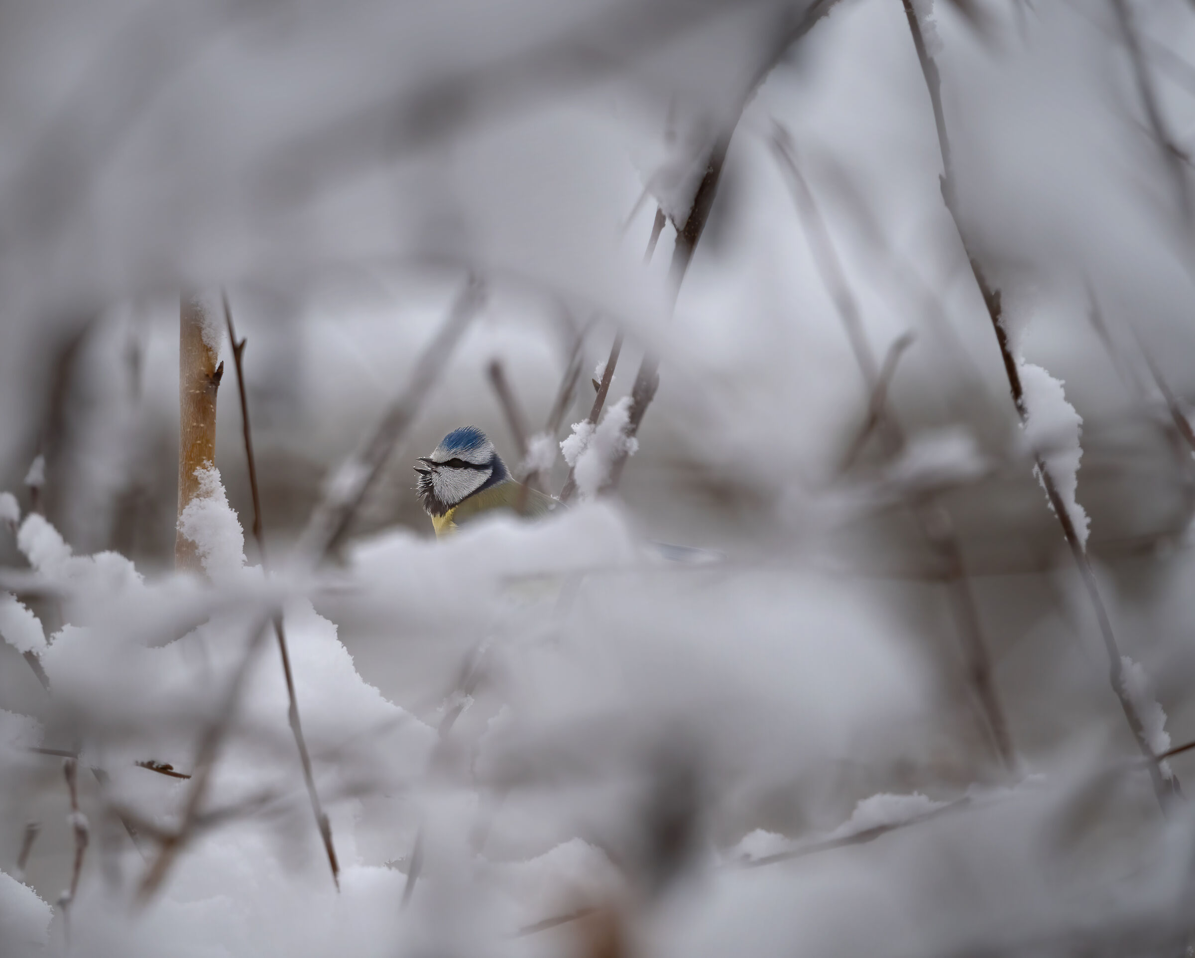 Cinciarella tra la neve