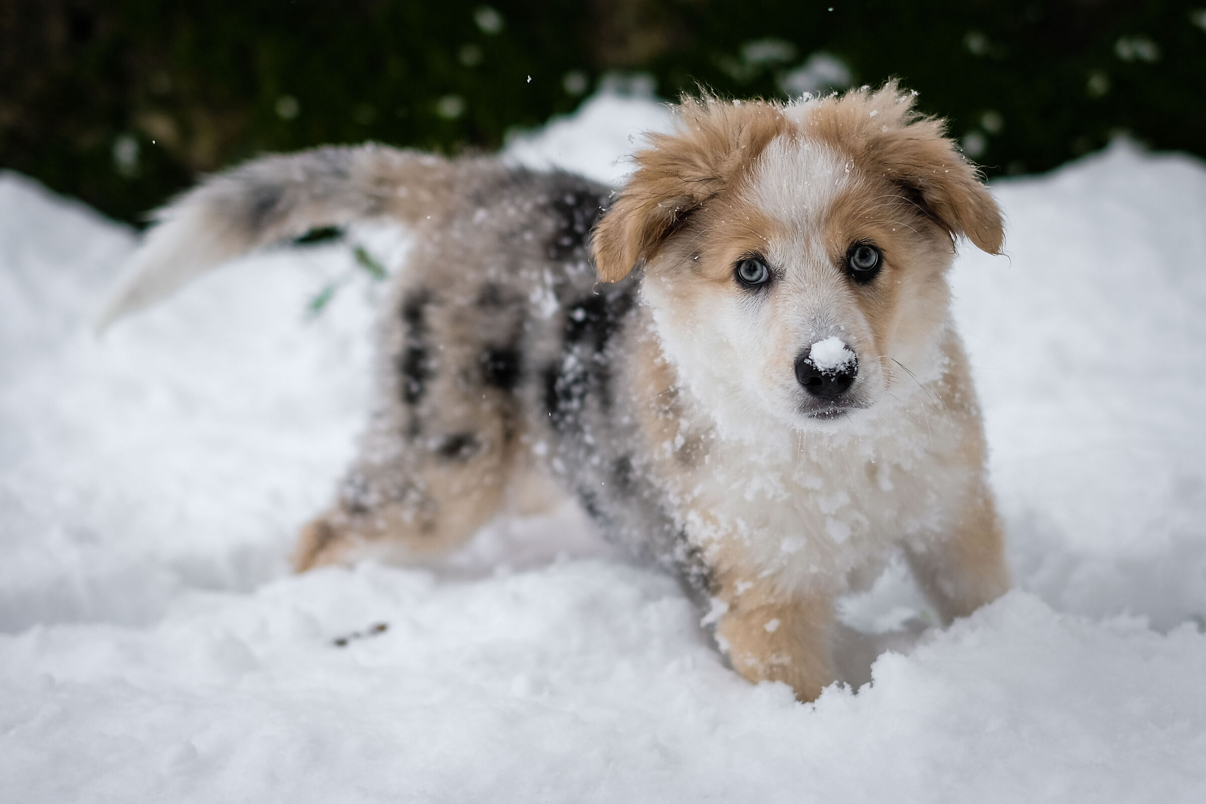 Lily and the First Snow