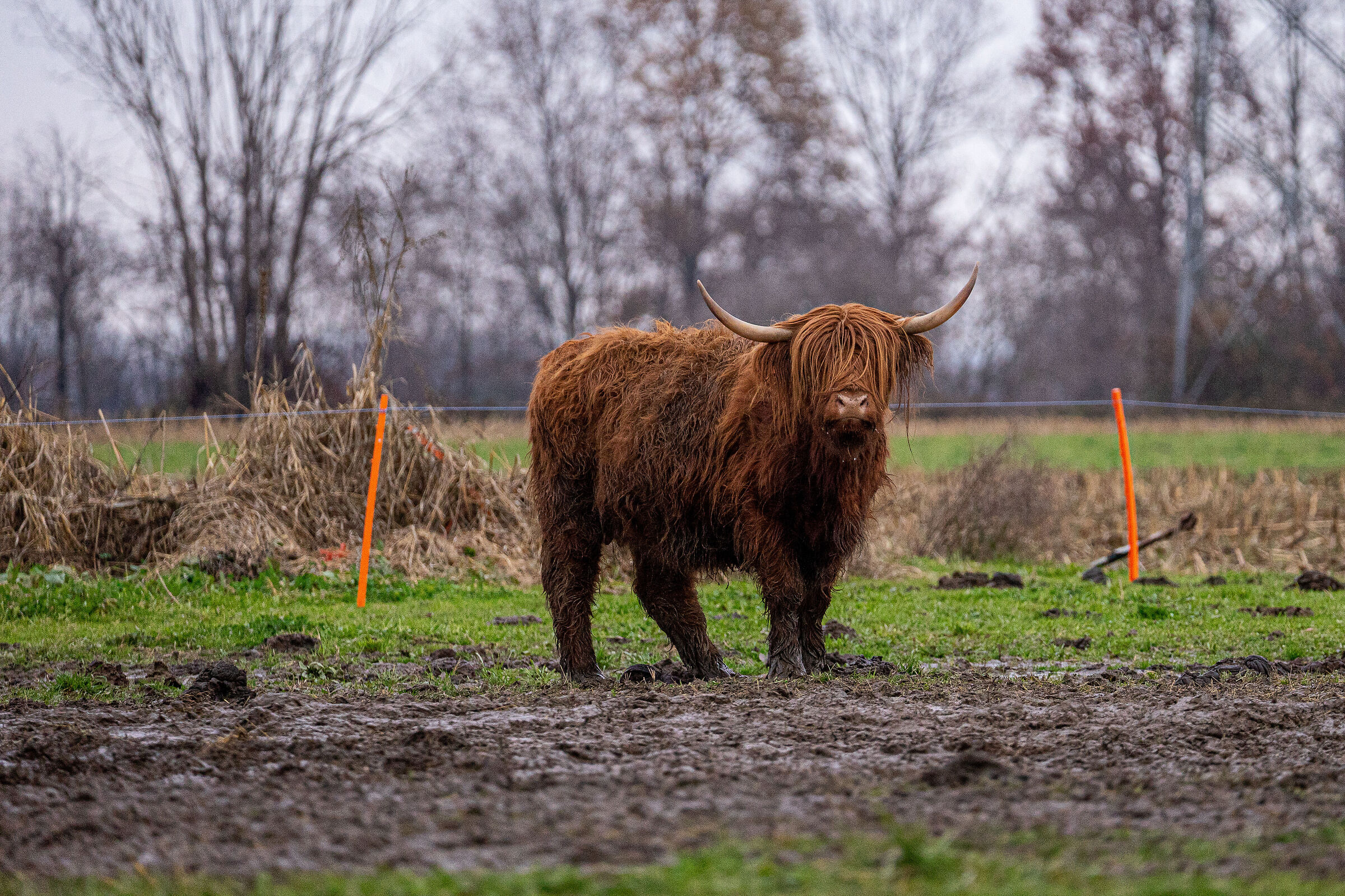 Highlander piemontese