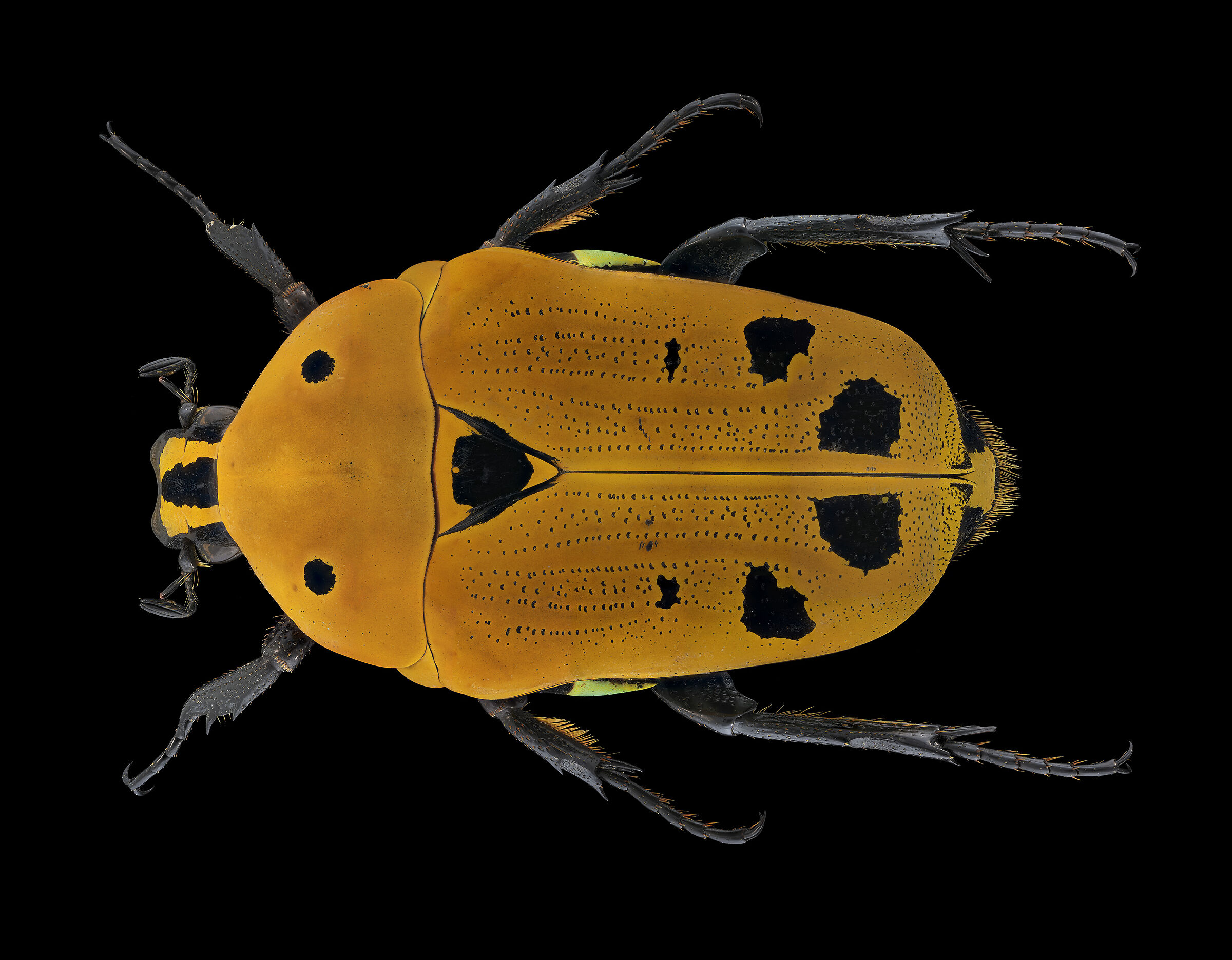 Auripigmenta's euchroea