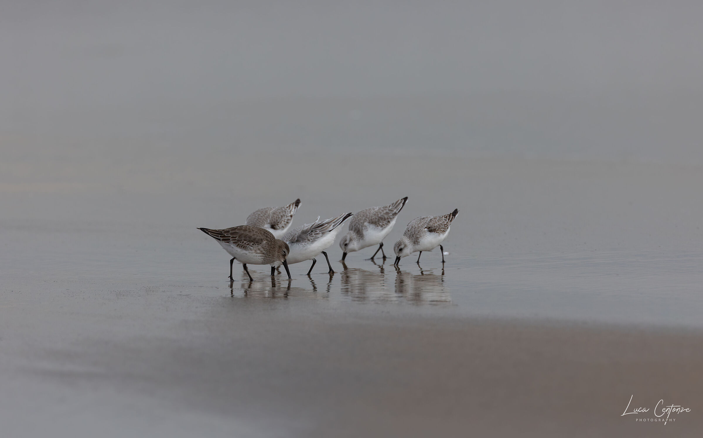 Shore Birds