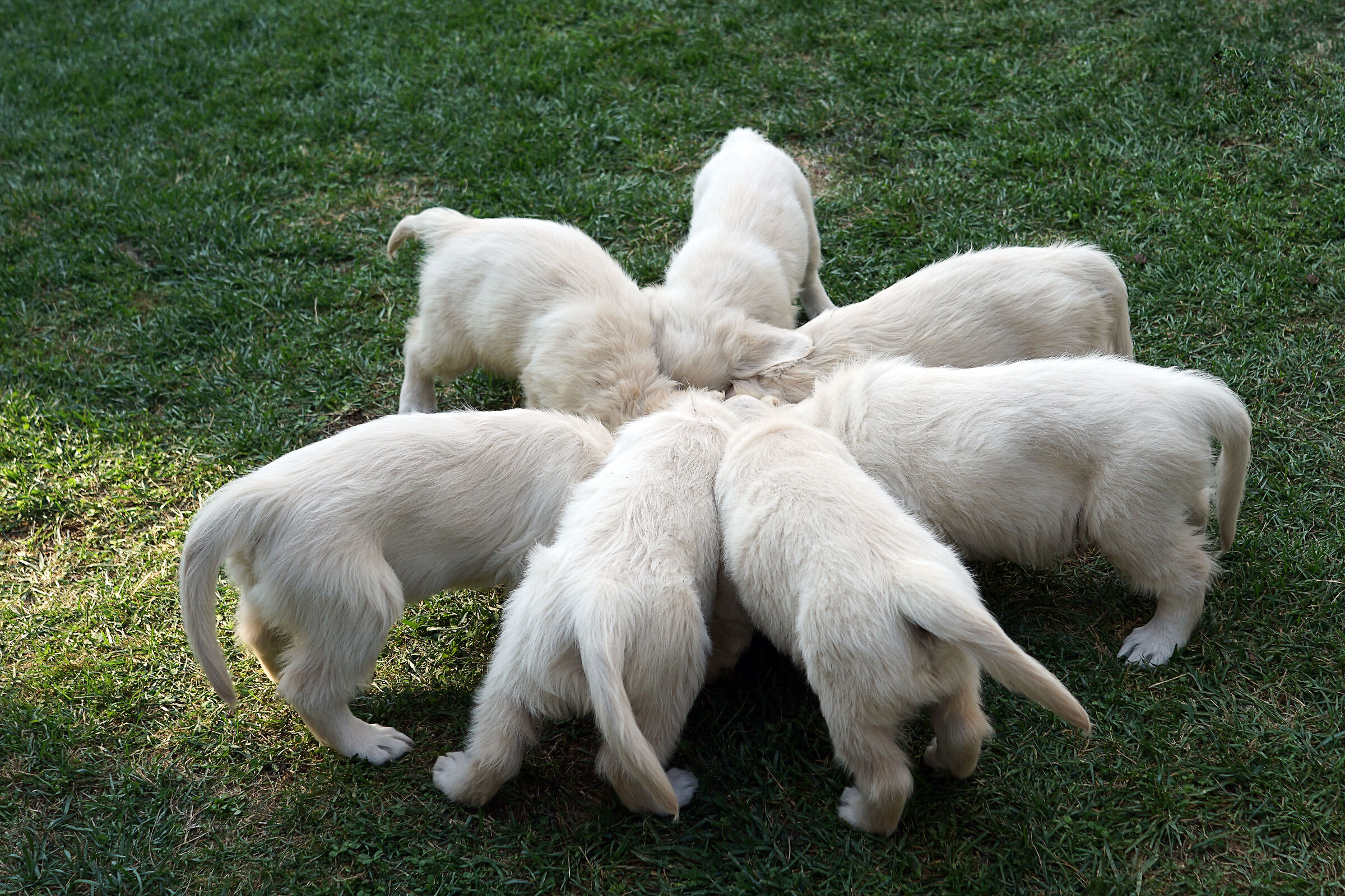 The gruel is ready...