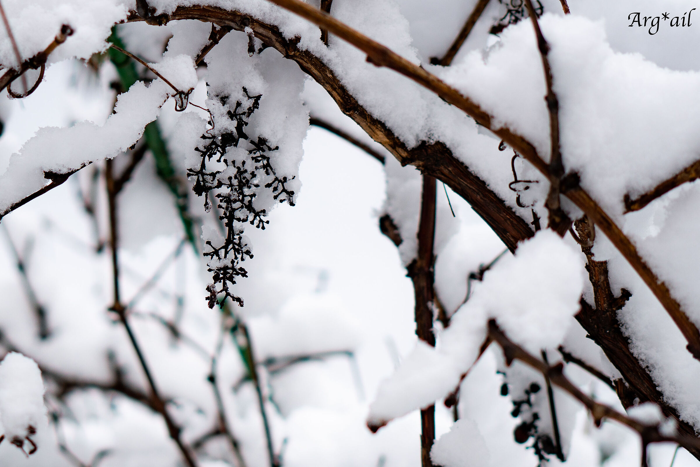 Snow-insed tendrils