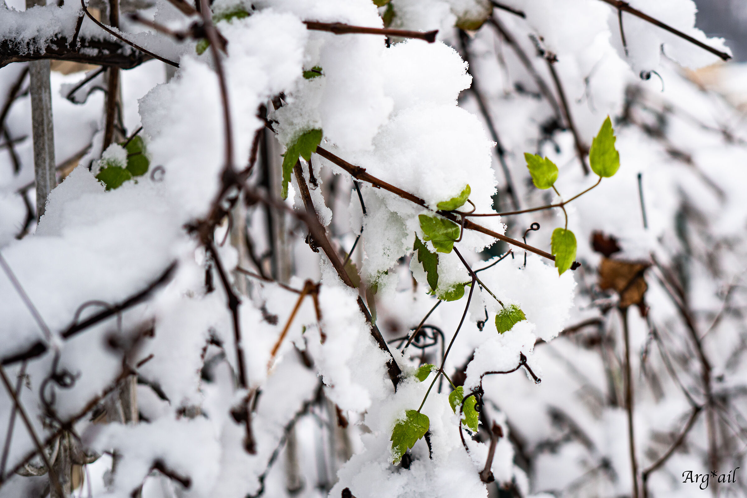 Snow-insed tendrils