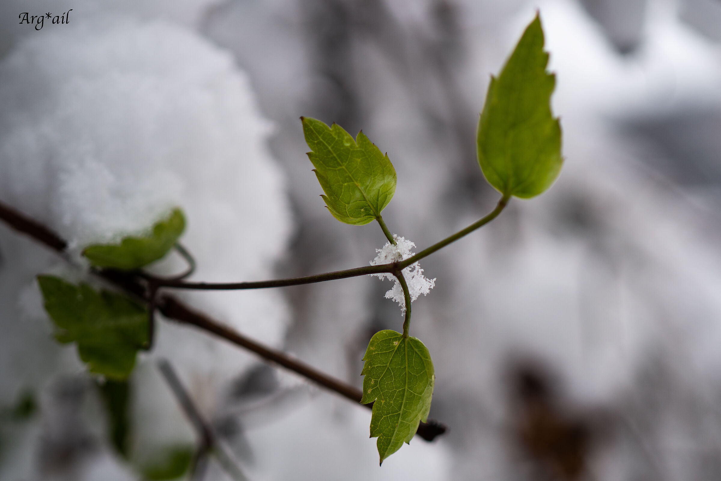 Green and white
