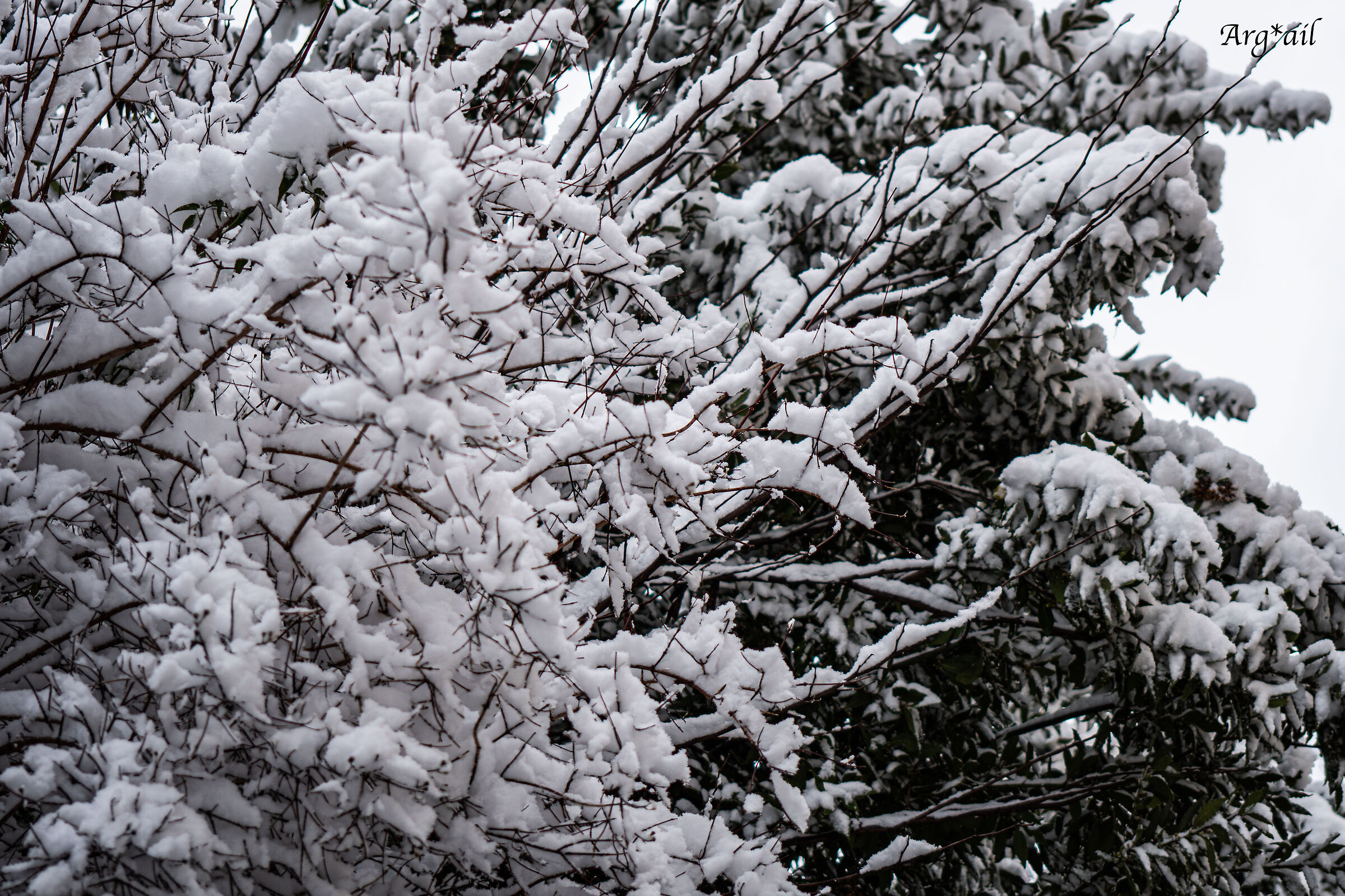 Snow-insed tendrils