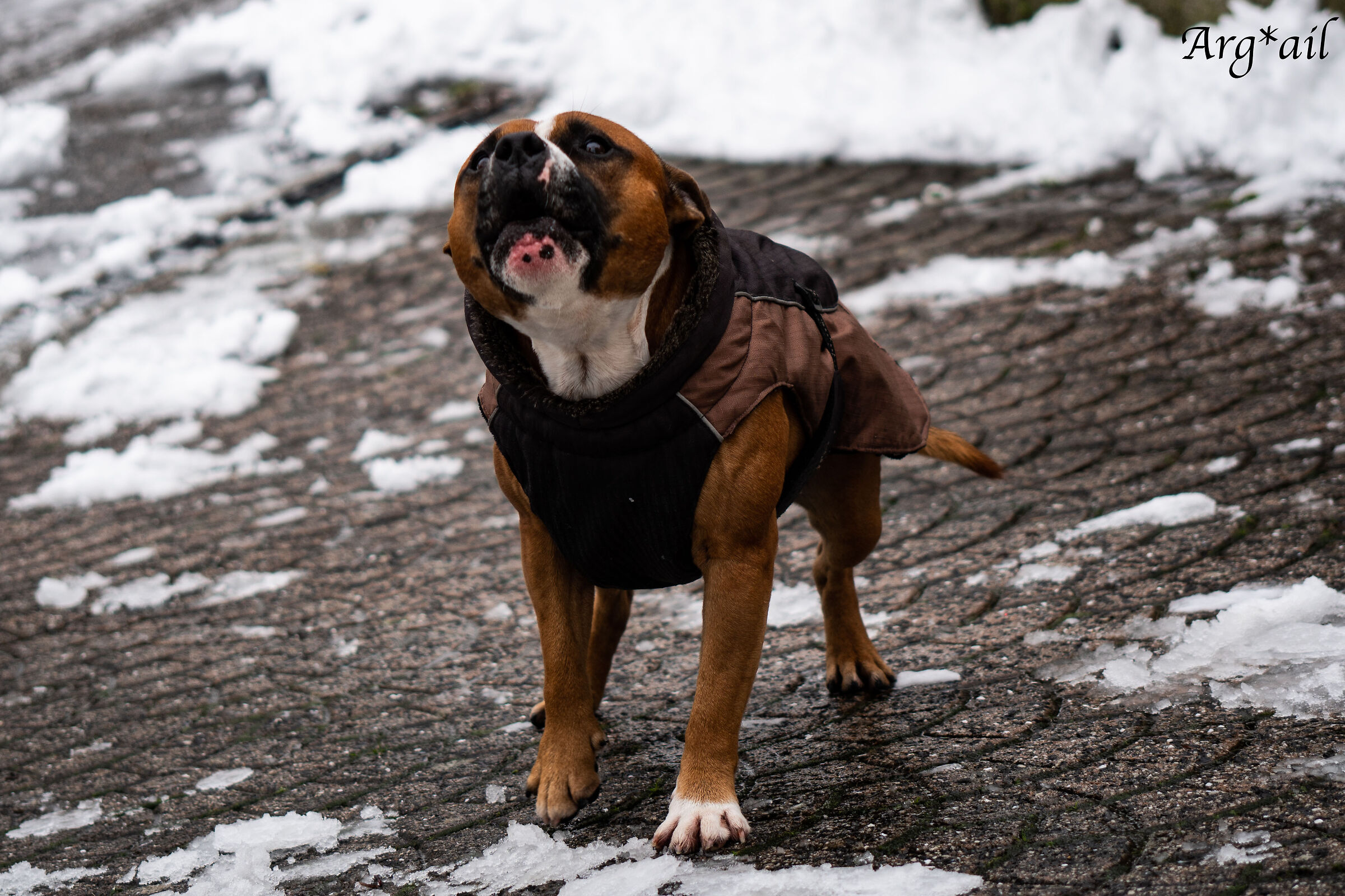Dog