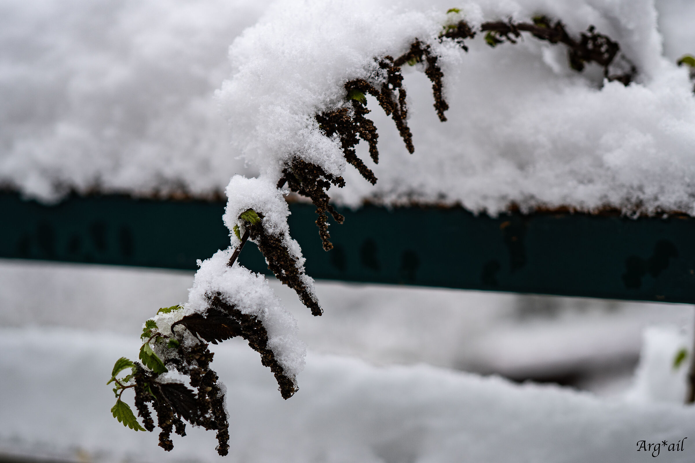 Snow-insed tendrils