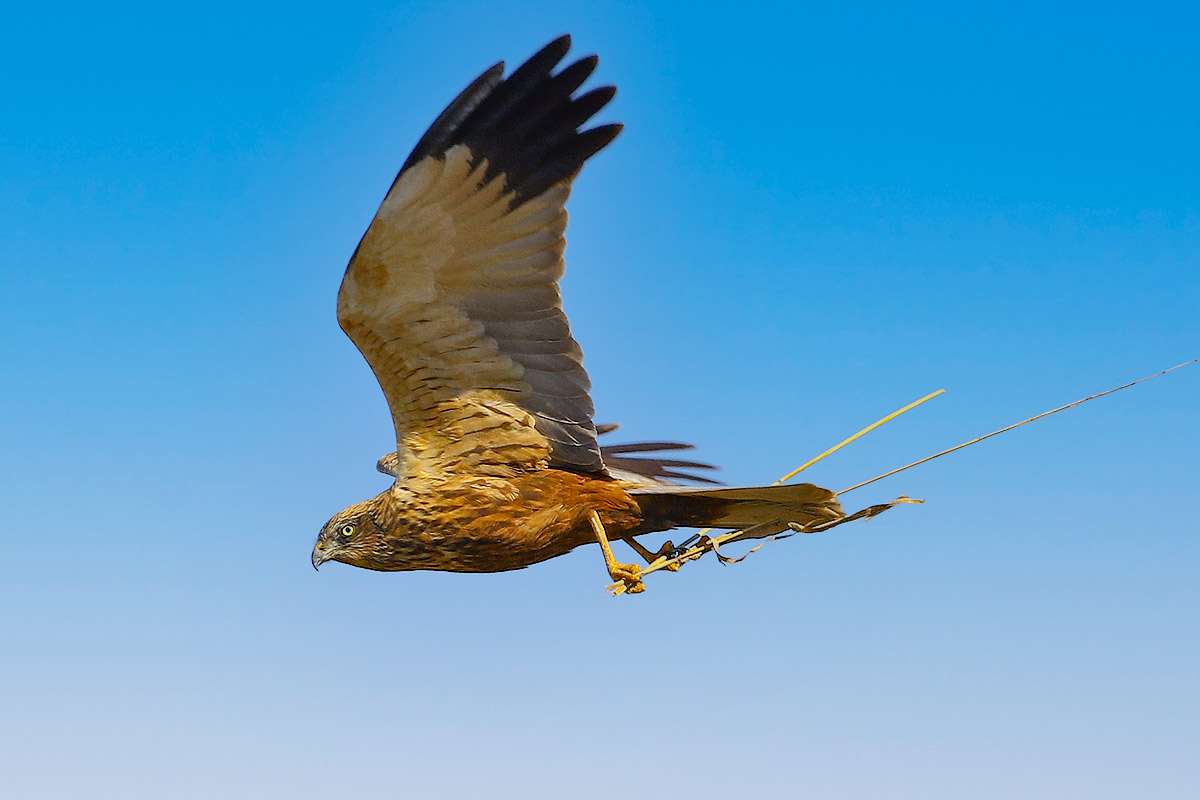 I'm putting up a house