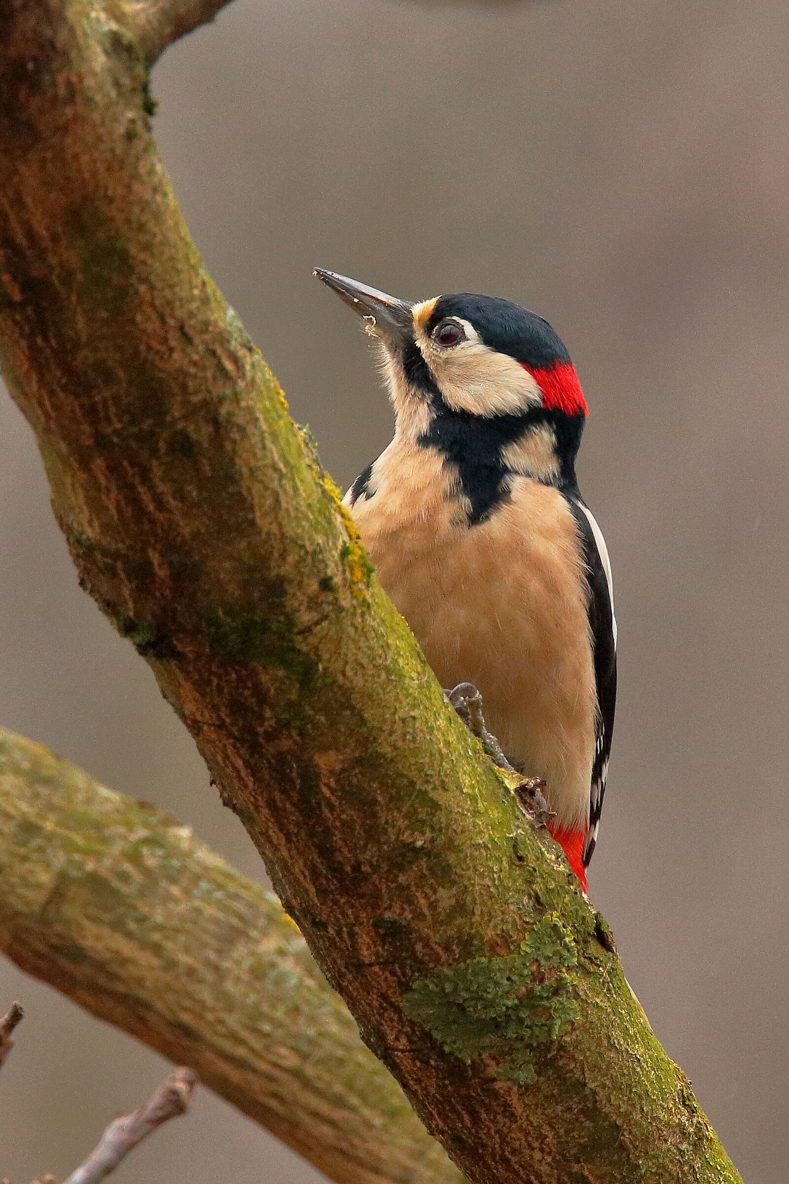 Picchio rosso maggiore ( M )