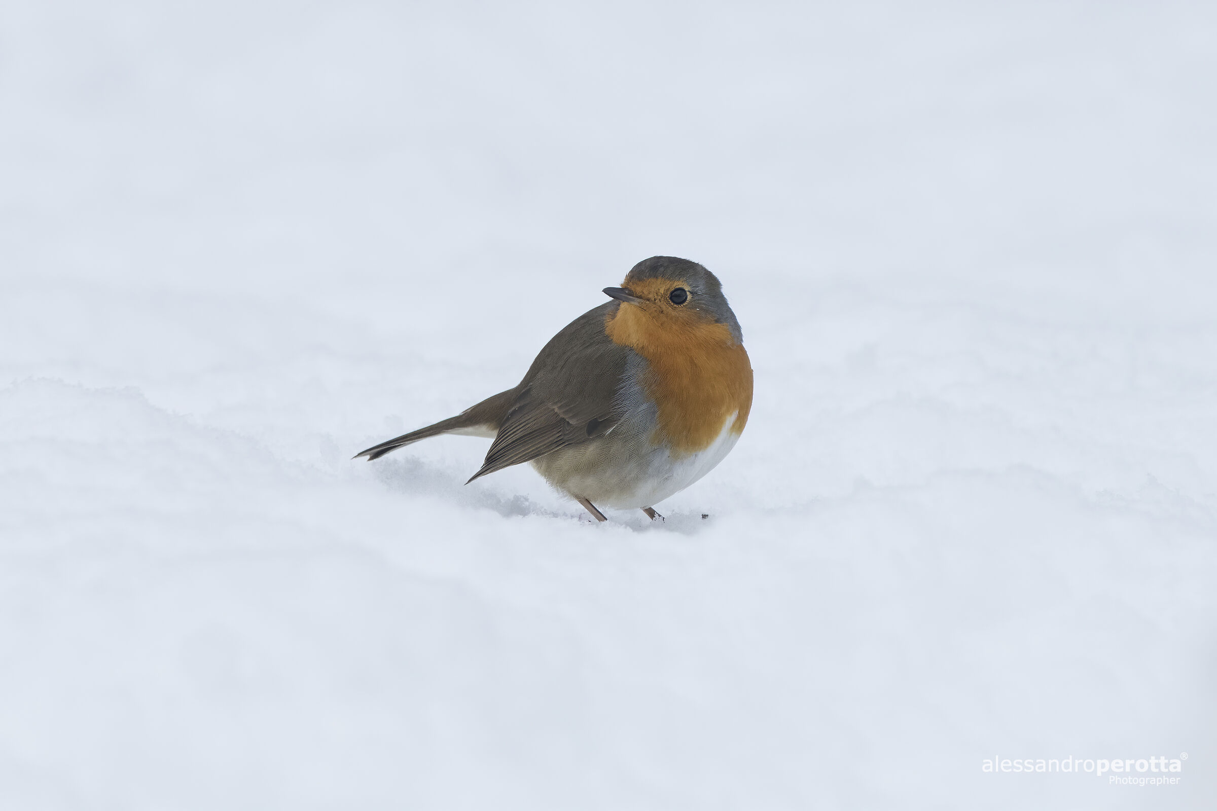 Rubecula's erithacus