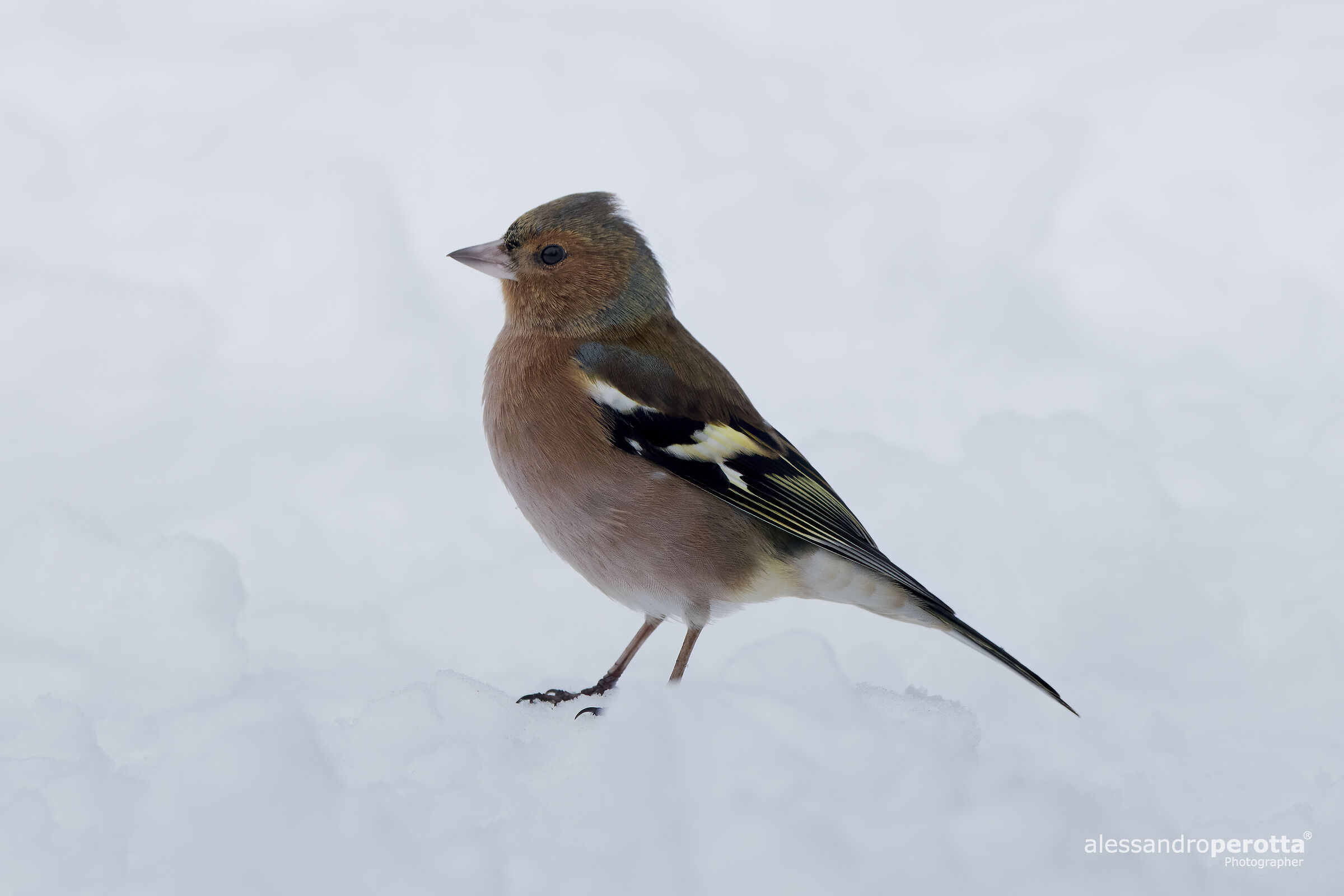 Coelebs's fringilla