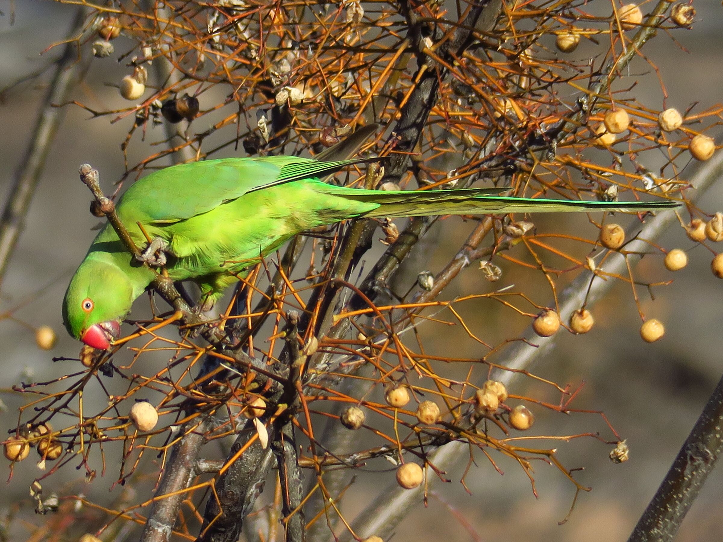 parrocchetto credo....