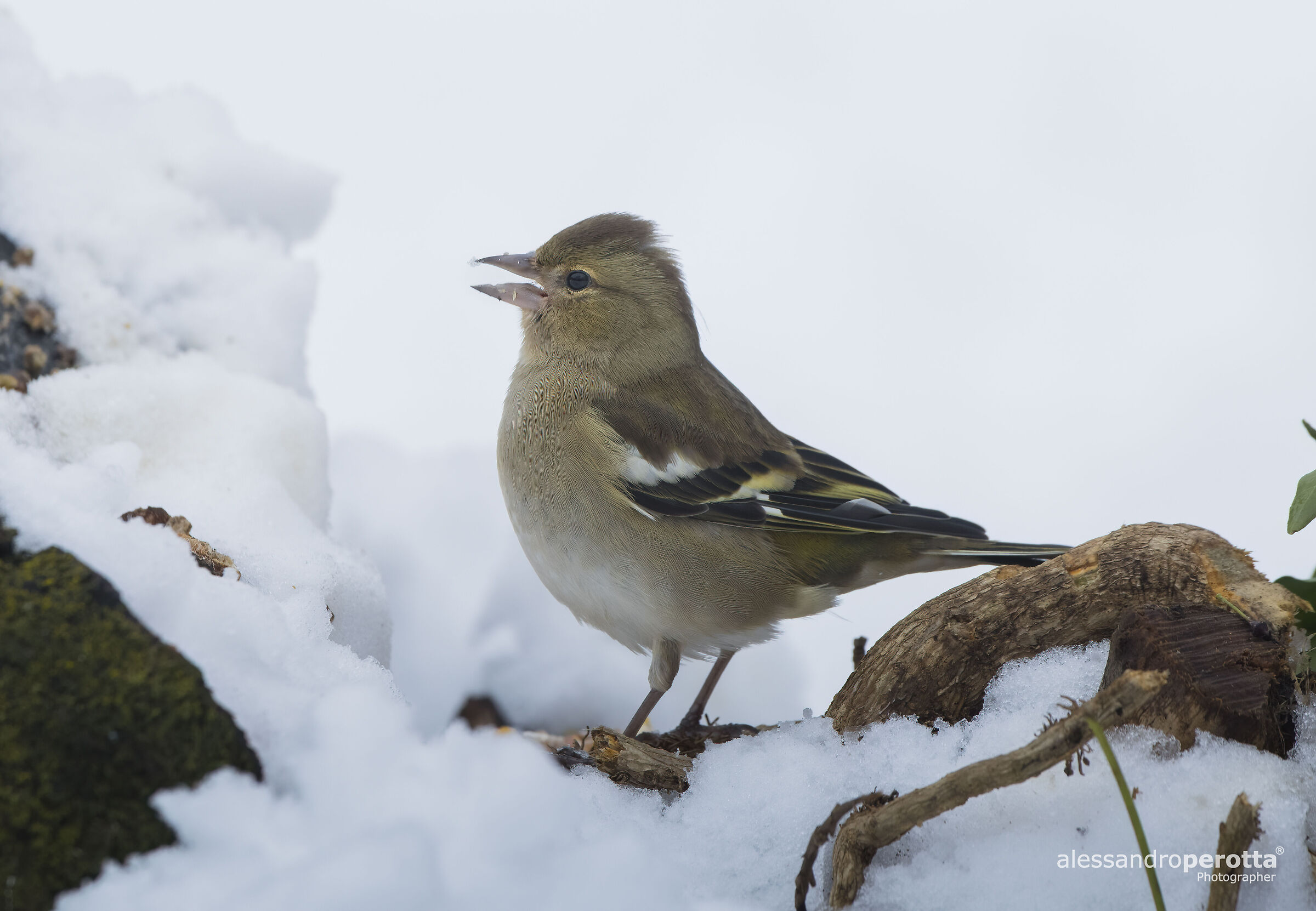 Coelebs's fringilla