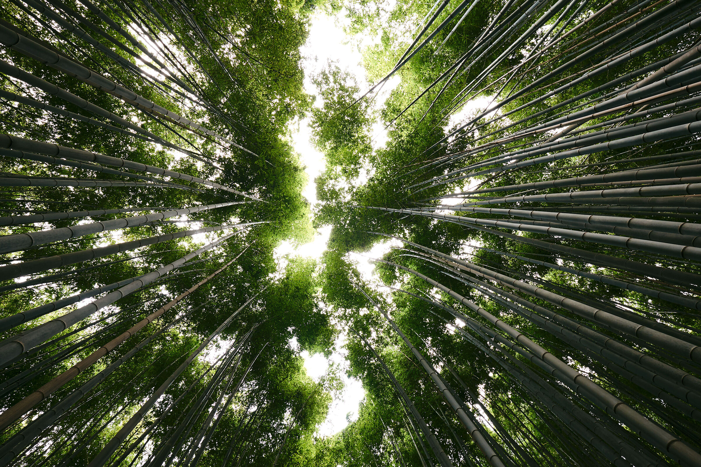 Bamboo forest ? Kyoto