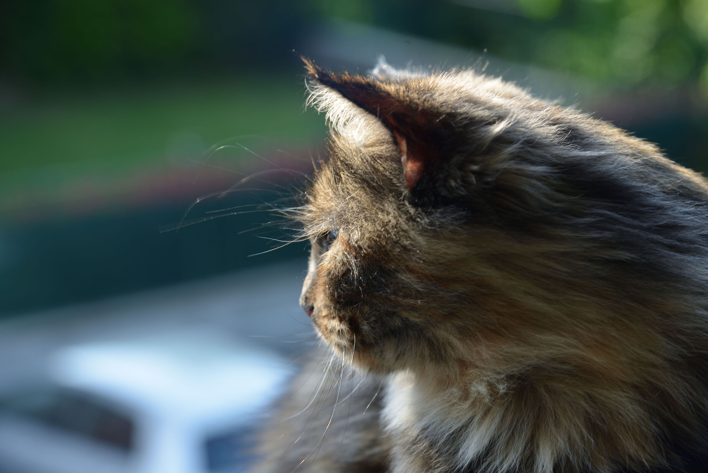 Margot 1