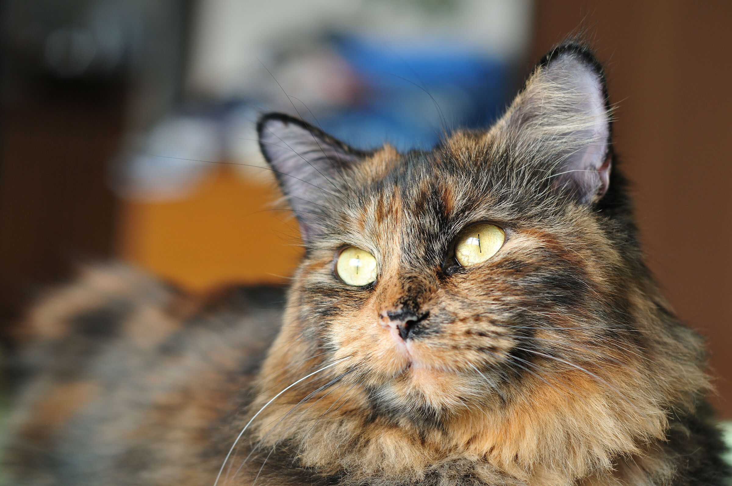 Margot 2