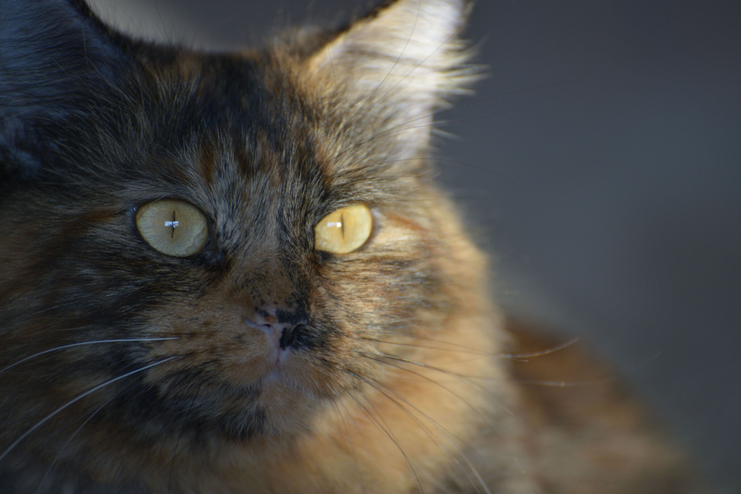 Margot 3