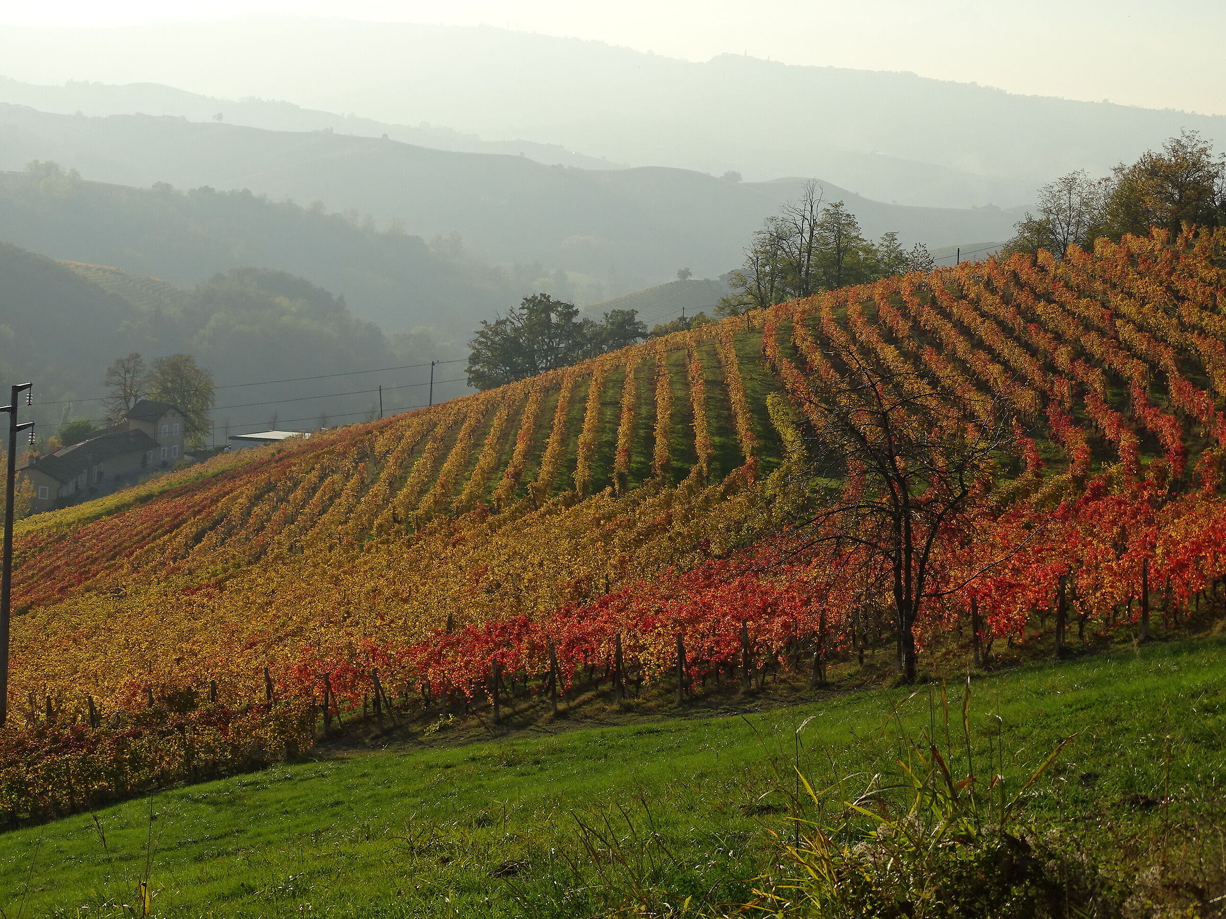 Langhe, foliage (2)