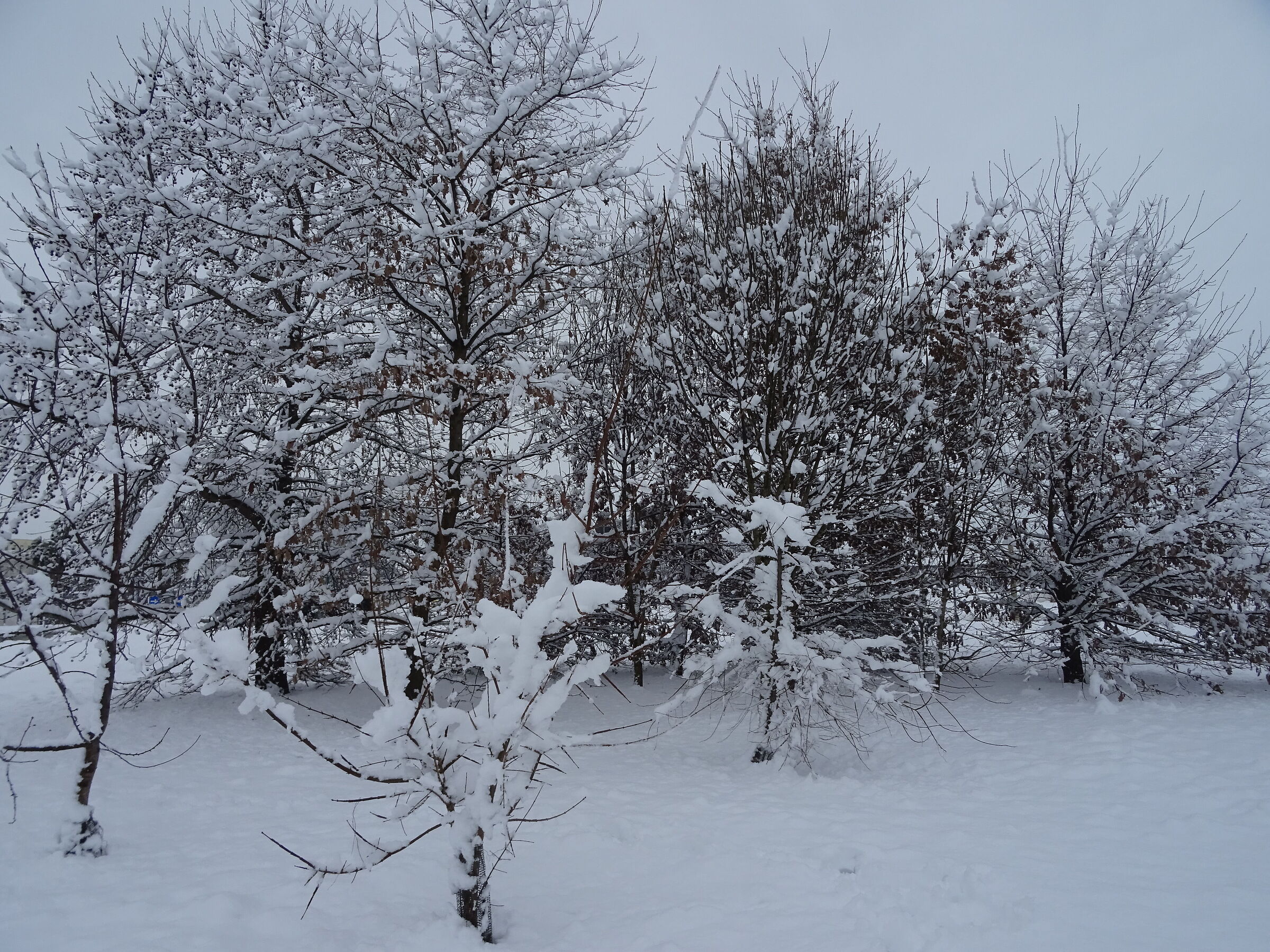 Snow