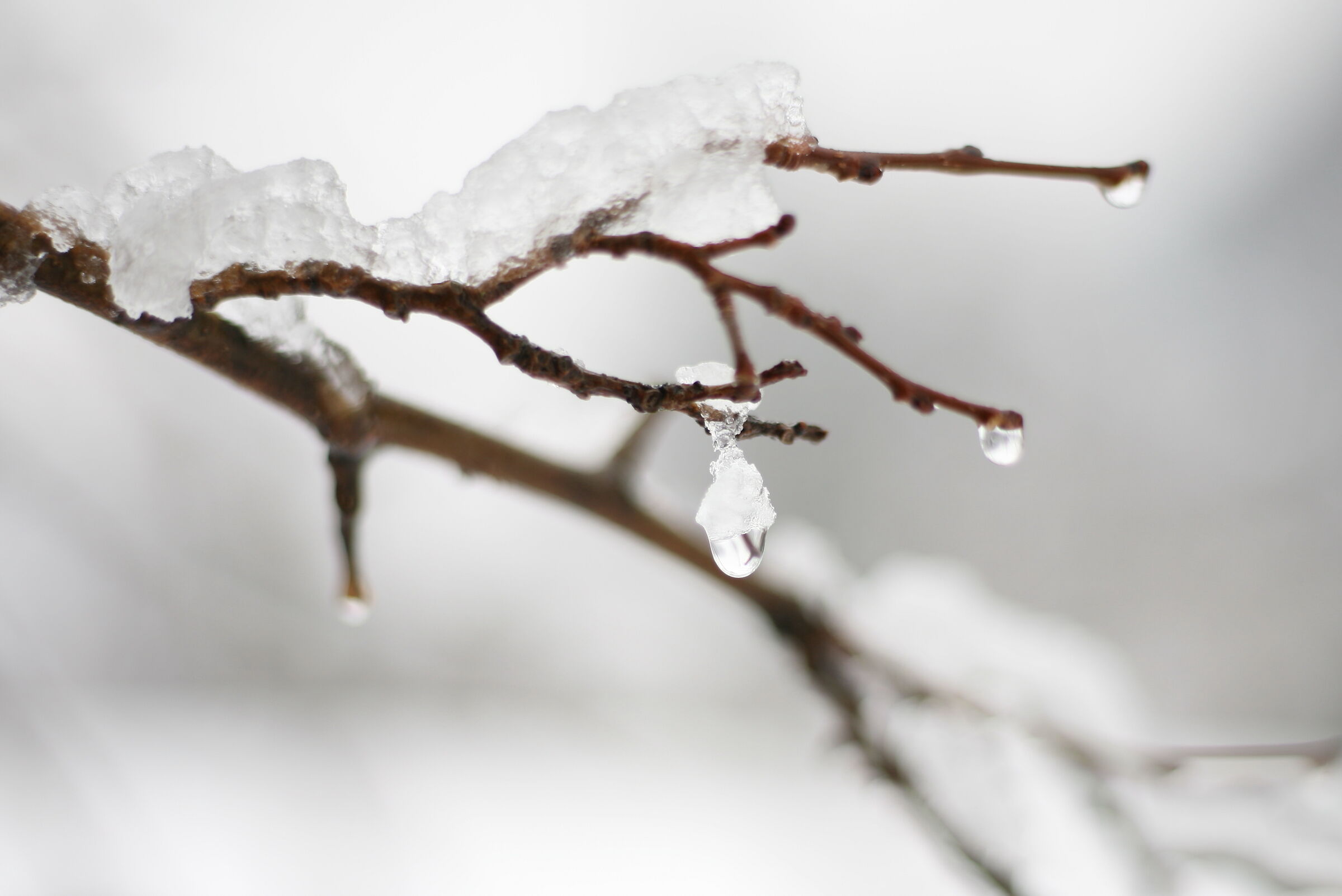Snow acorn