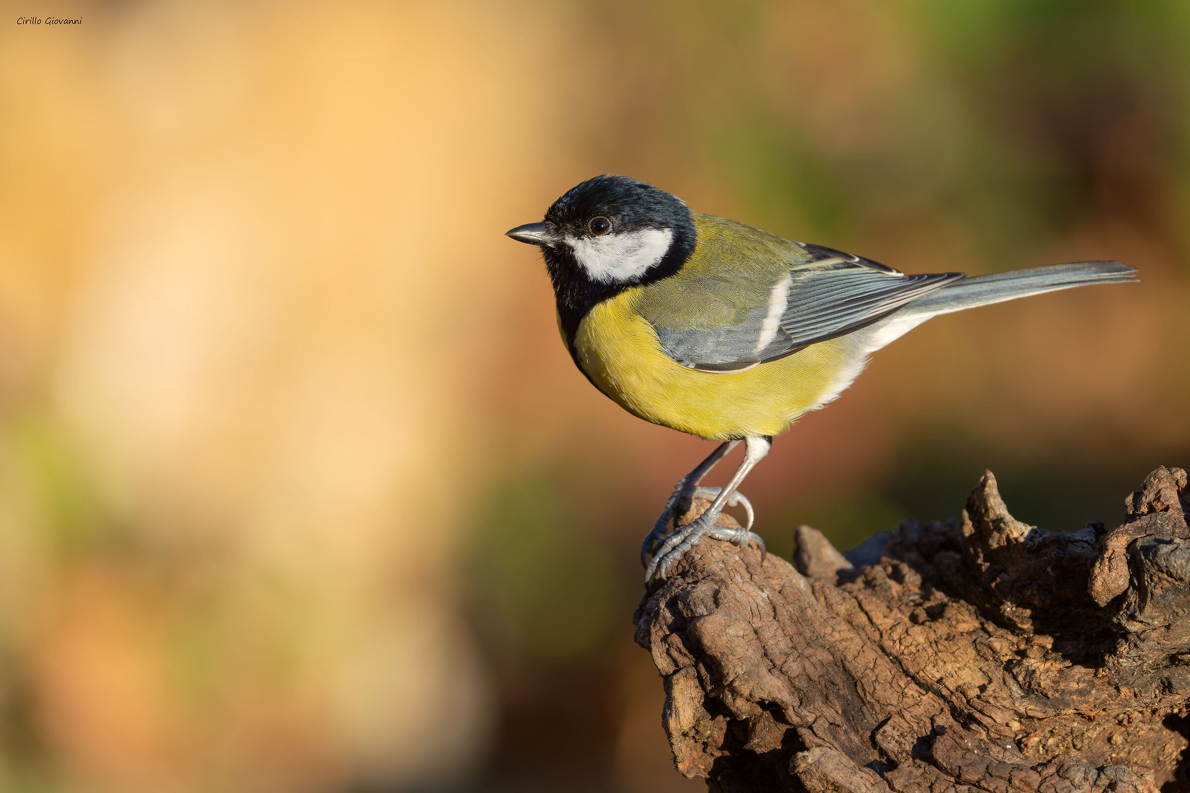 Una semplice cinciallegra