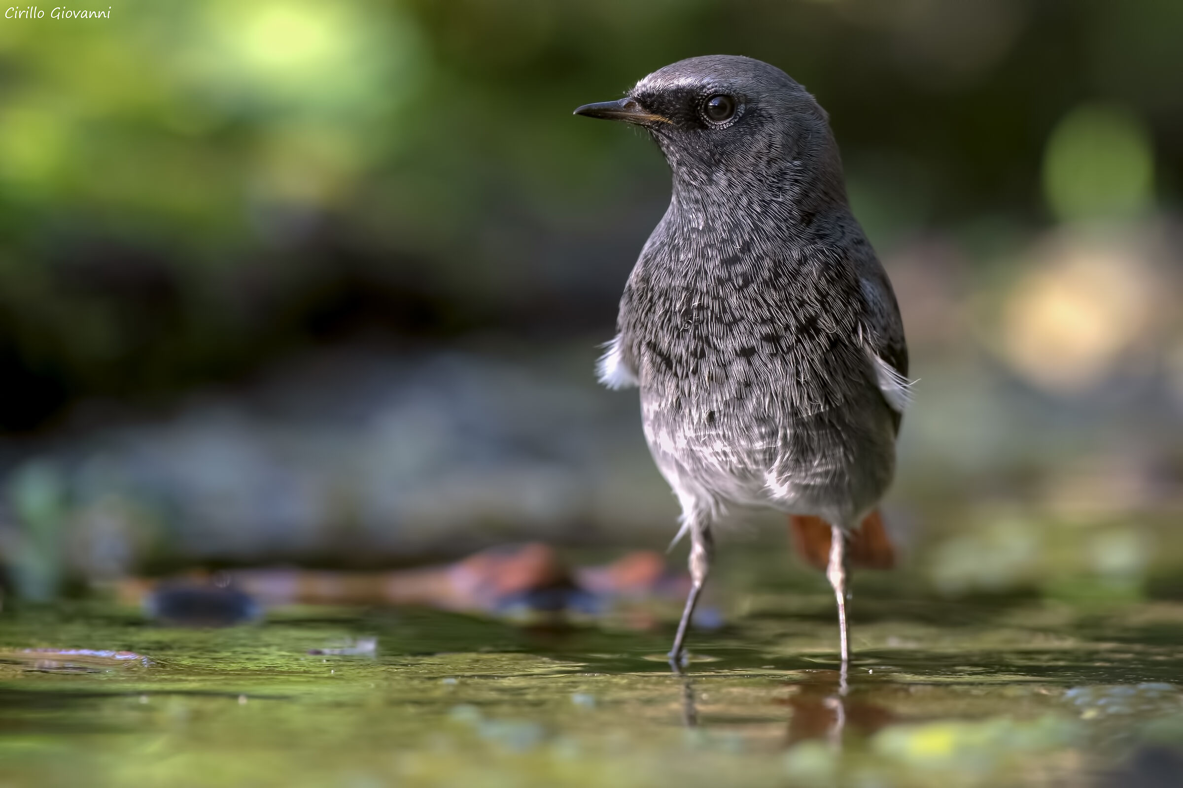 codirosso spazzacamino