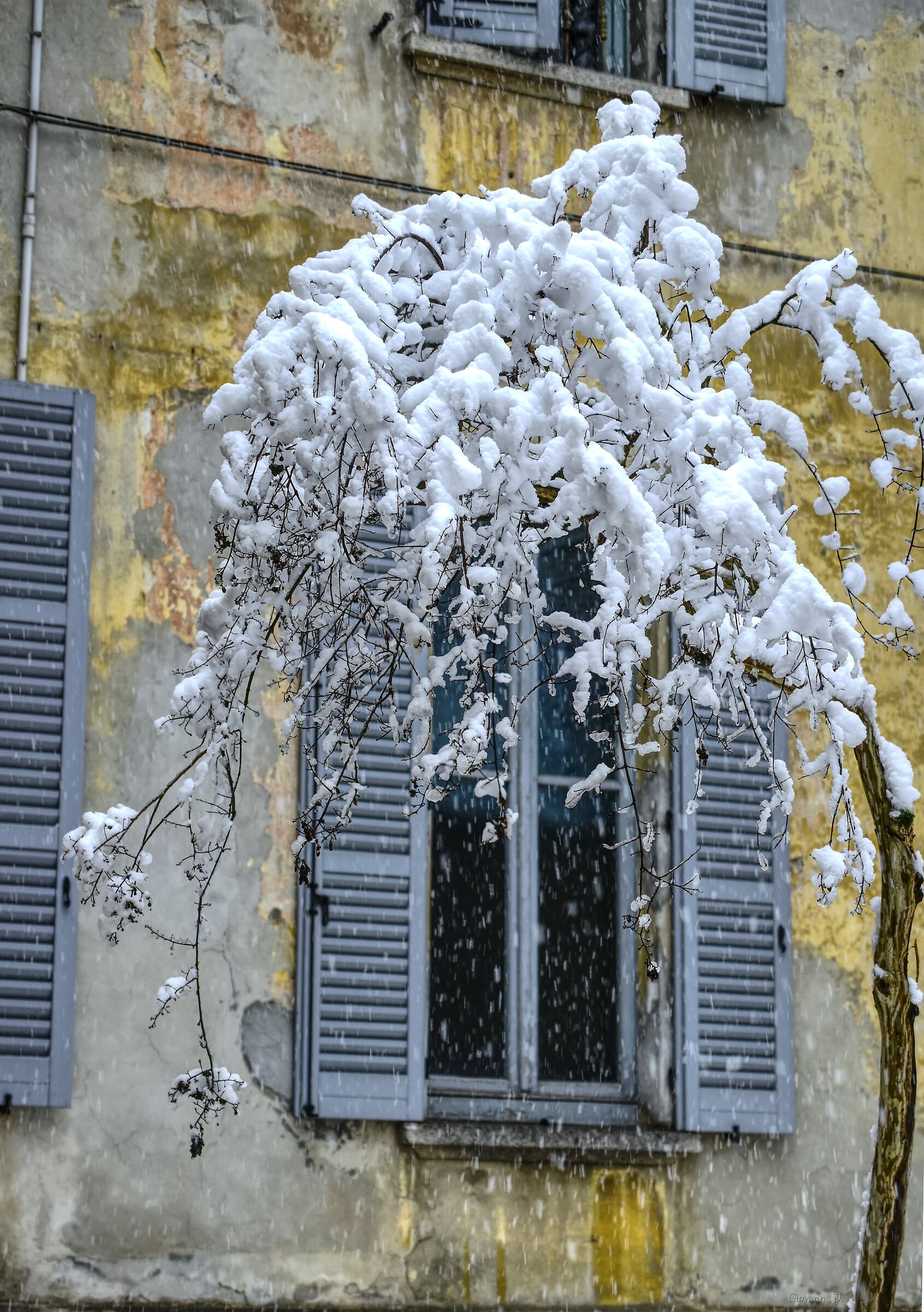 Alberello innevato