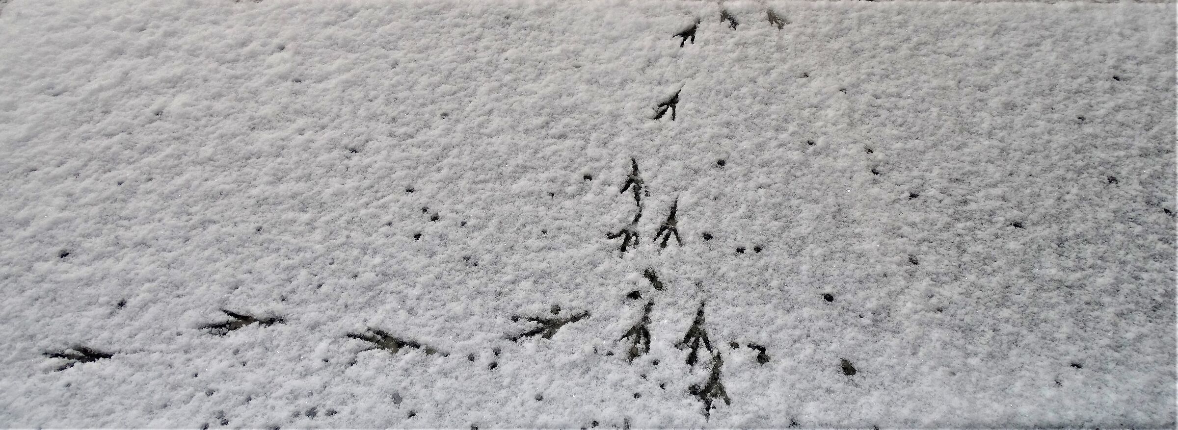 impronte sulla neve...