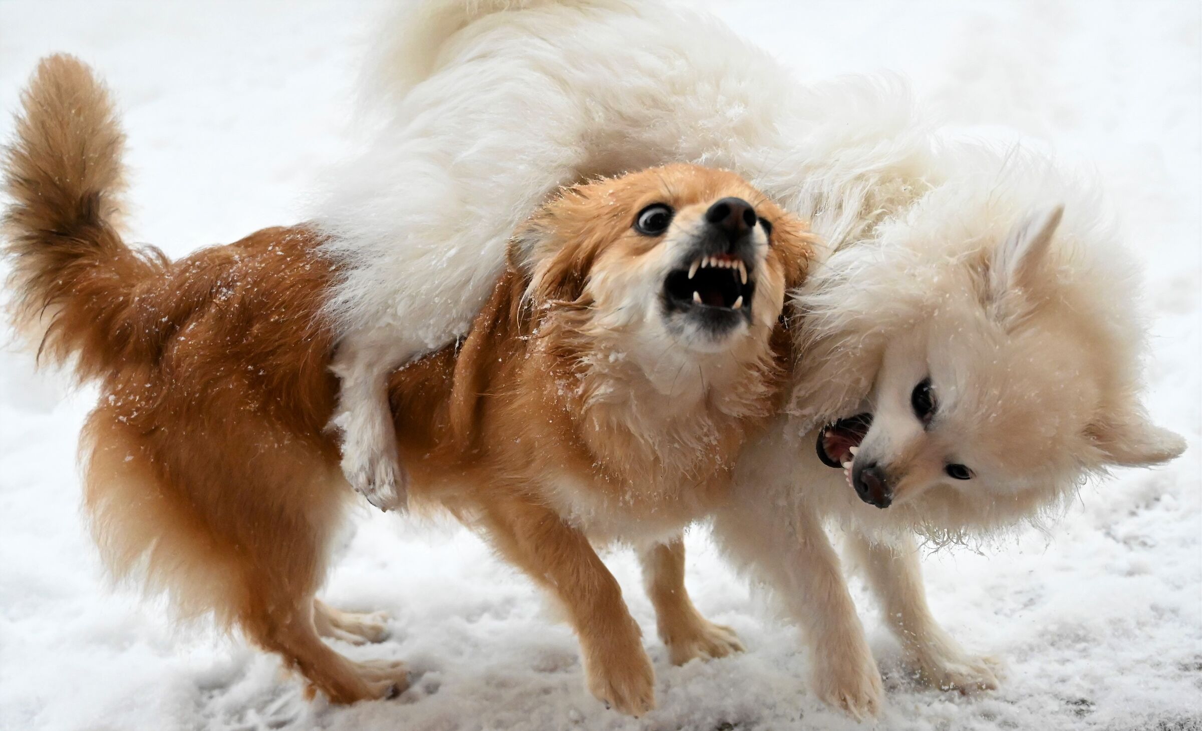 Fight between friends .....