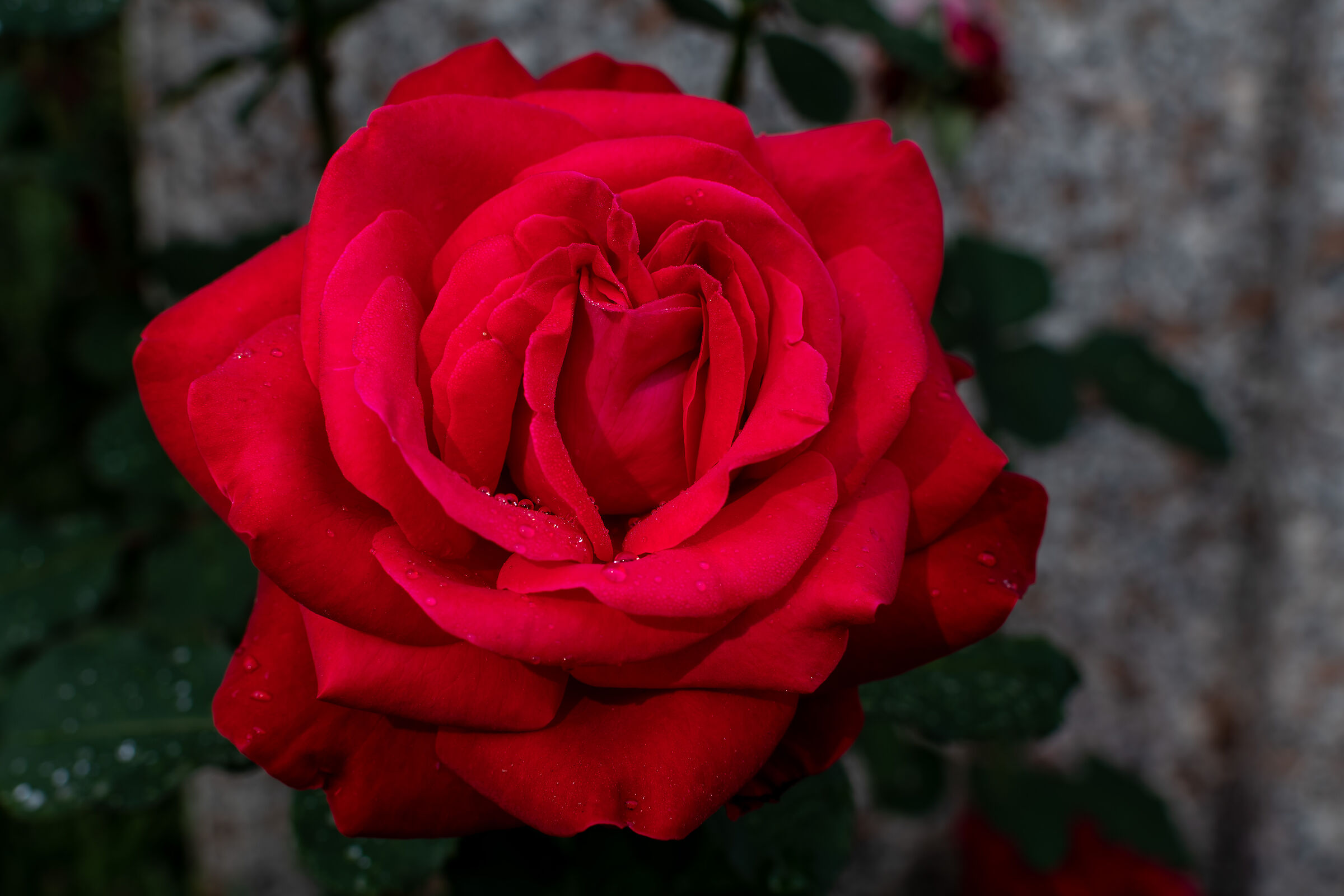 Passion Rose