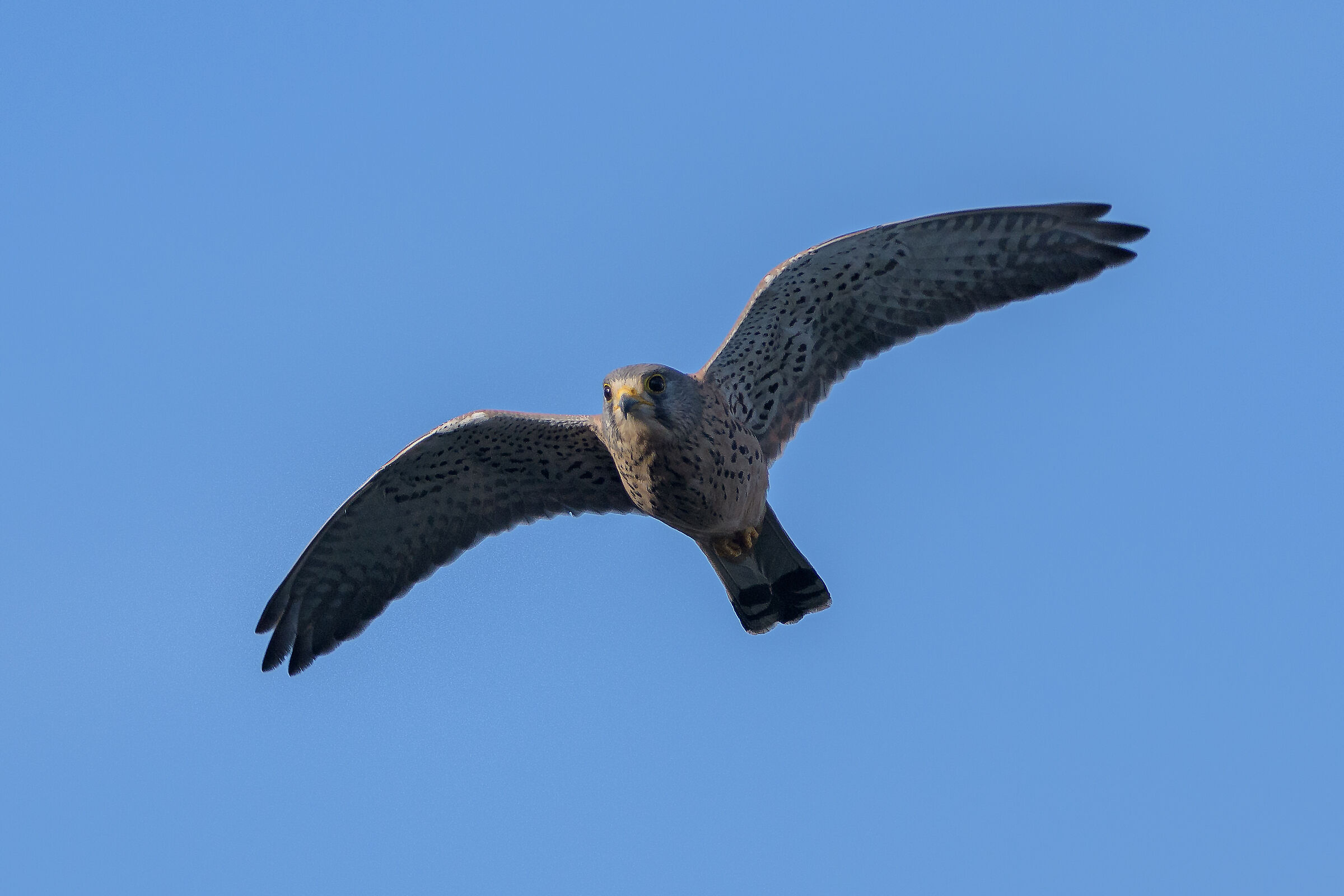 Kestrel