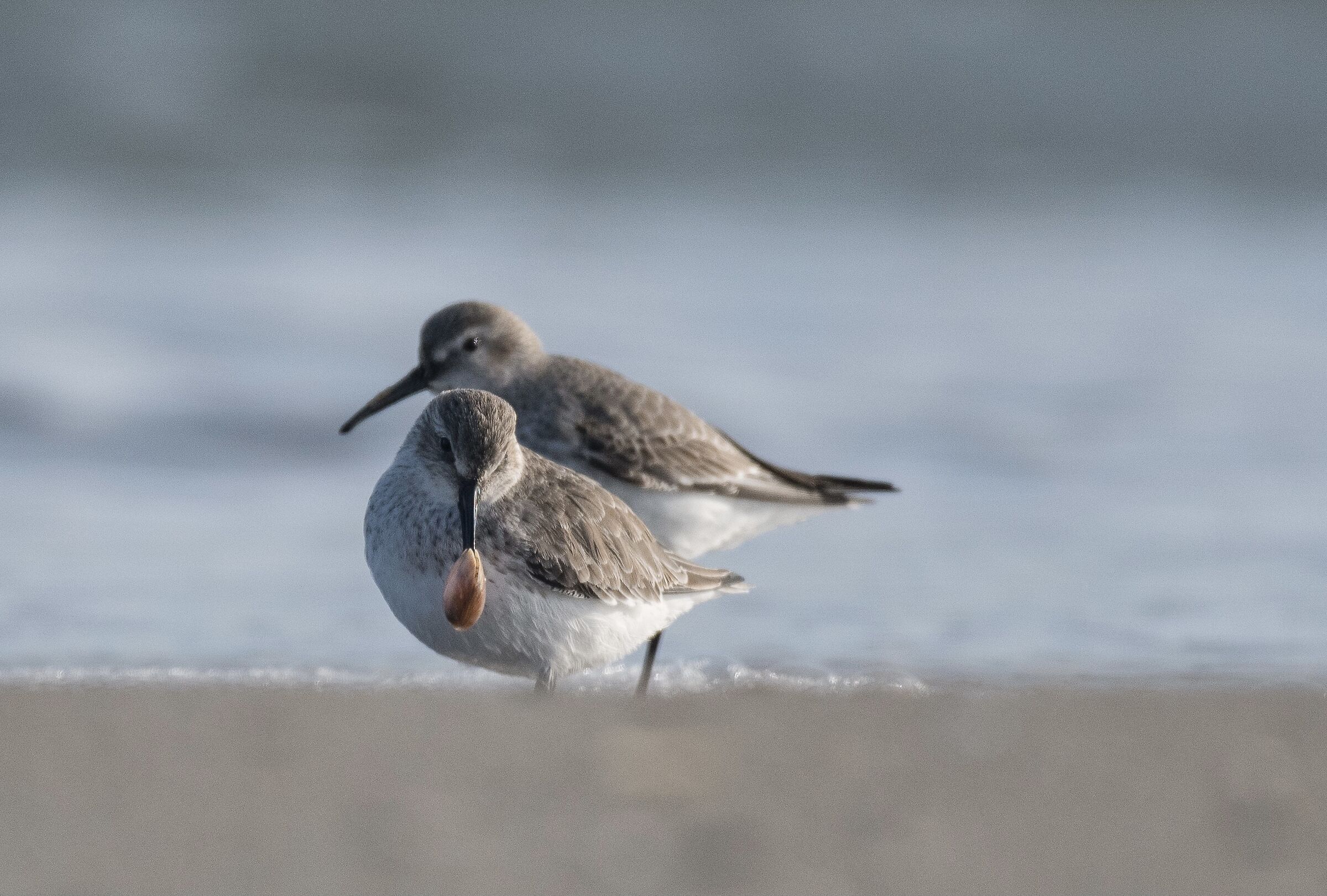 Black belly rain (Calidris alpina)- Po Delta