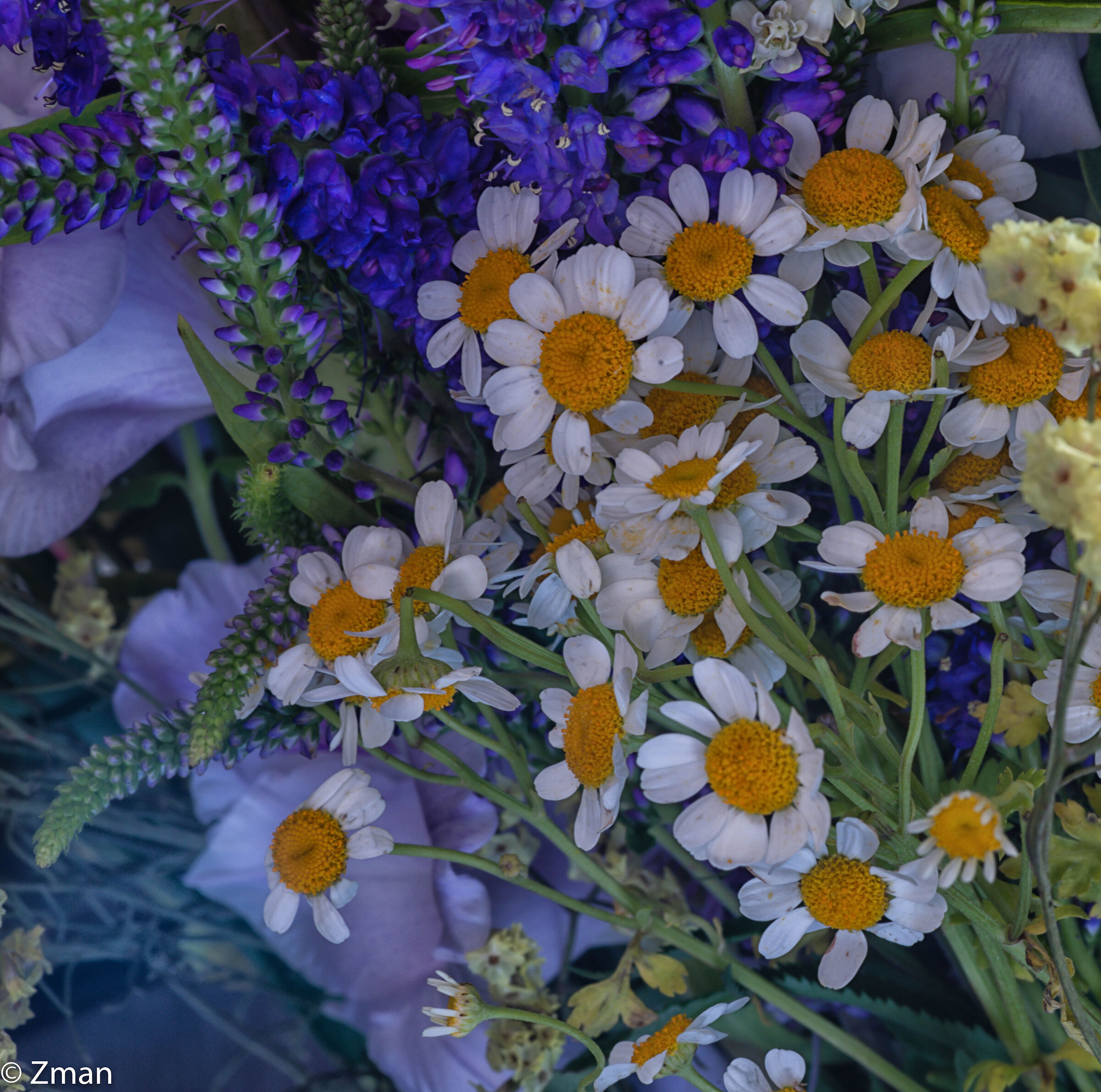 Fiori, rose e altro ancora