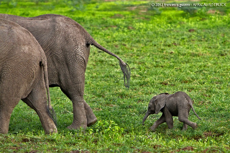 Green season in South Luangwa