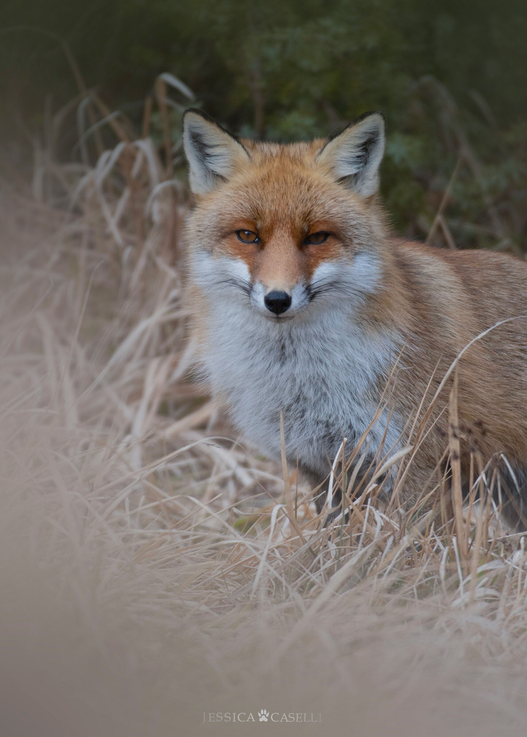 “Winter portrait”