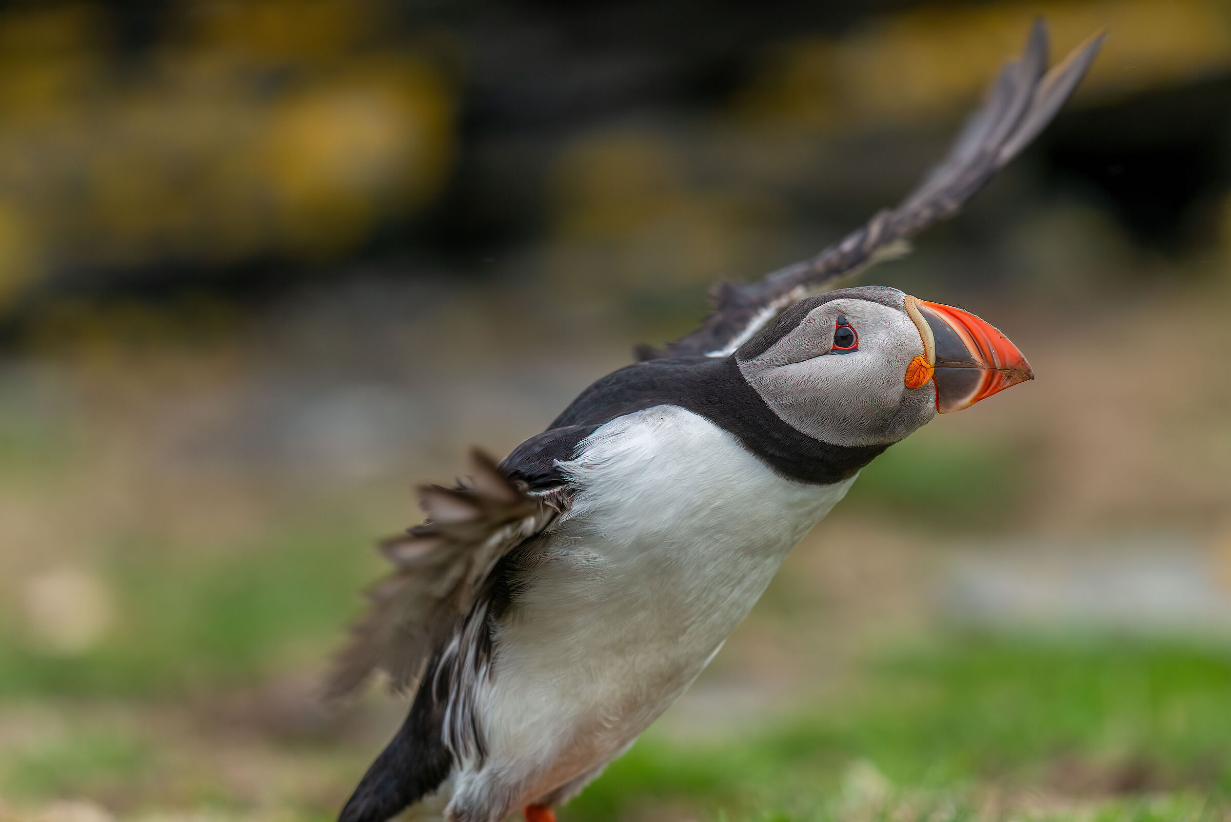 Puffin