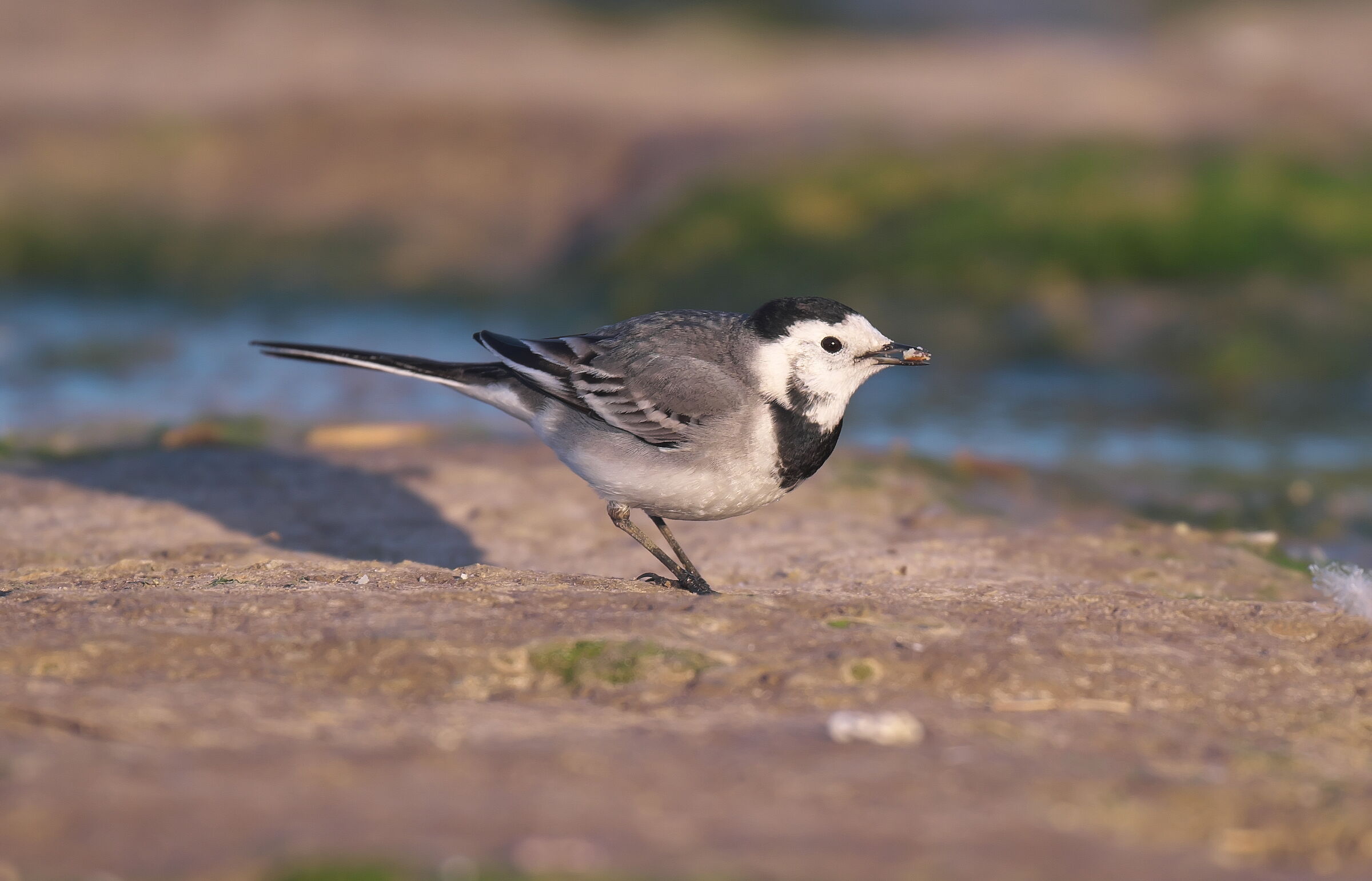Wagtail bianco