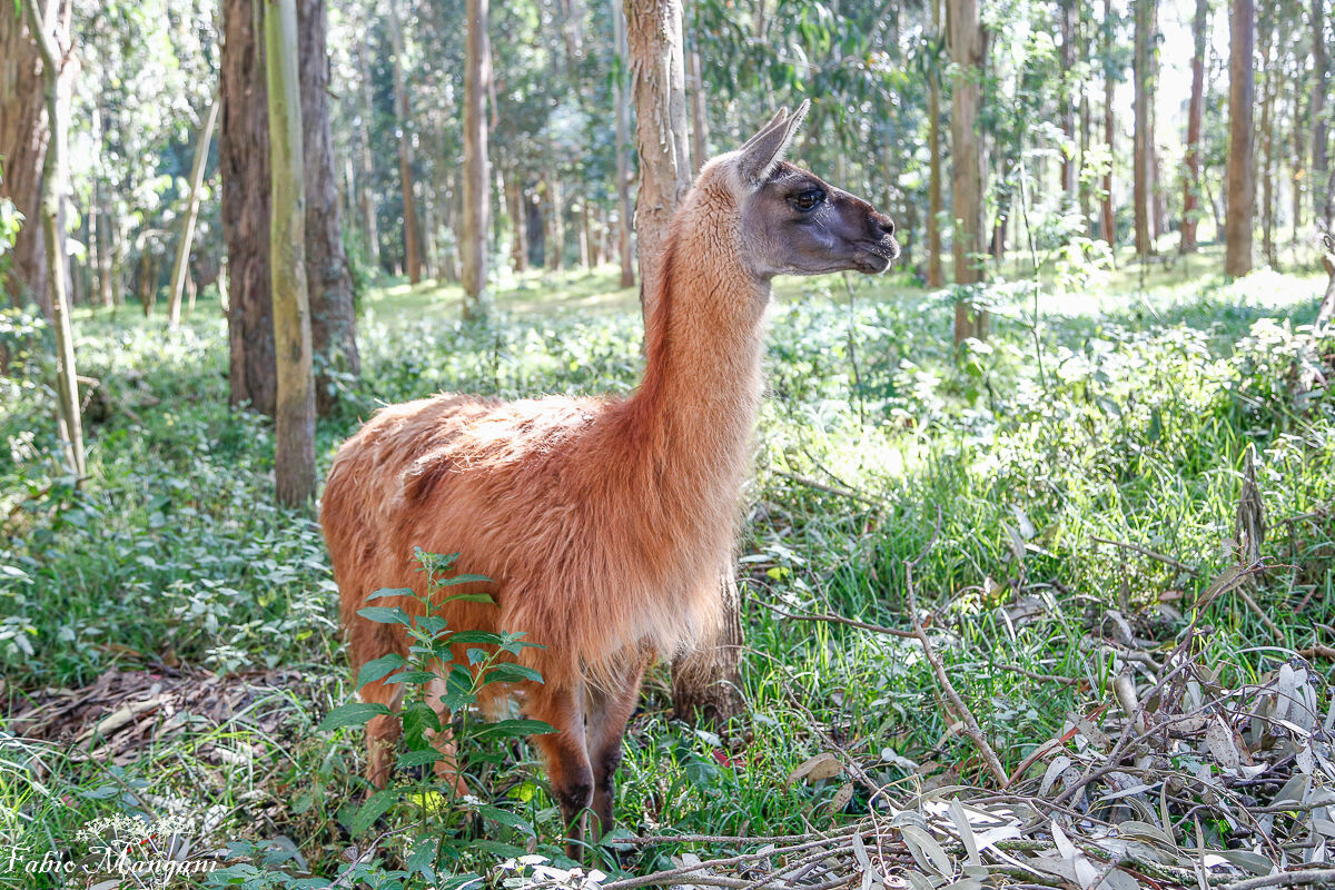 eccolooooo finalmente il Lama