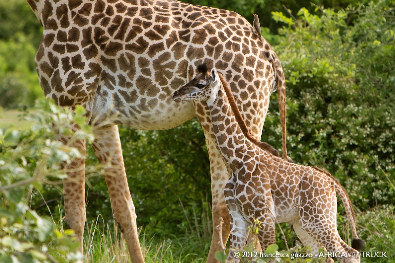Green season in South Luangwa