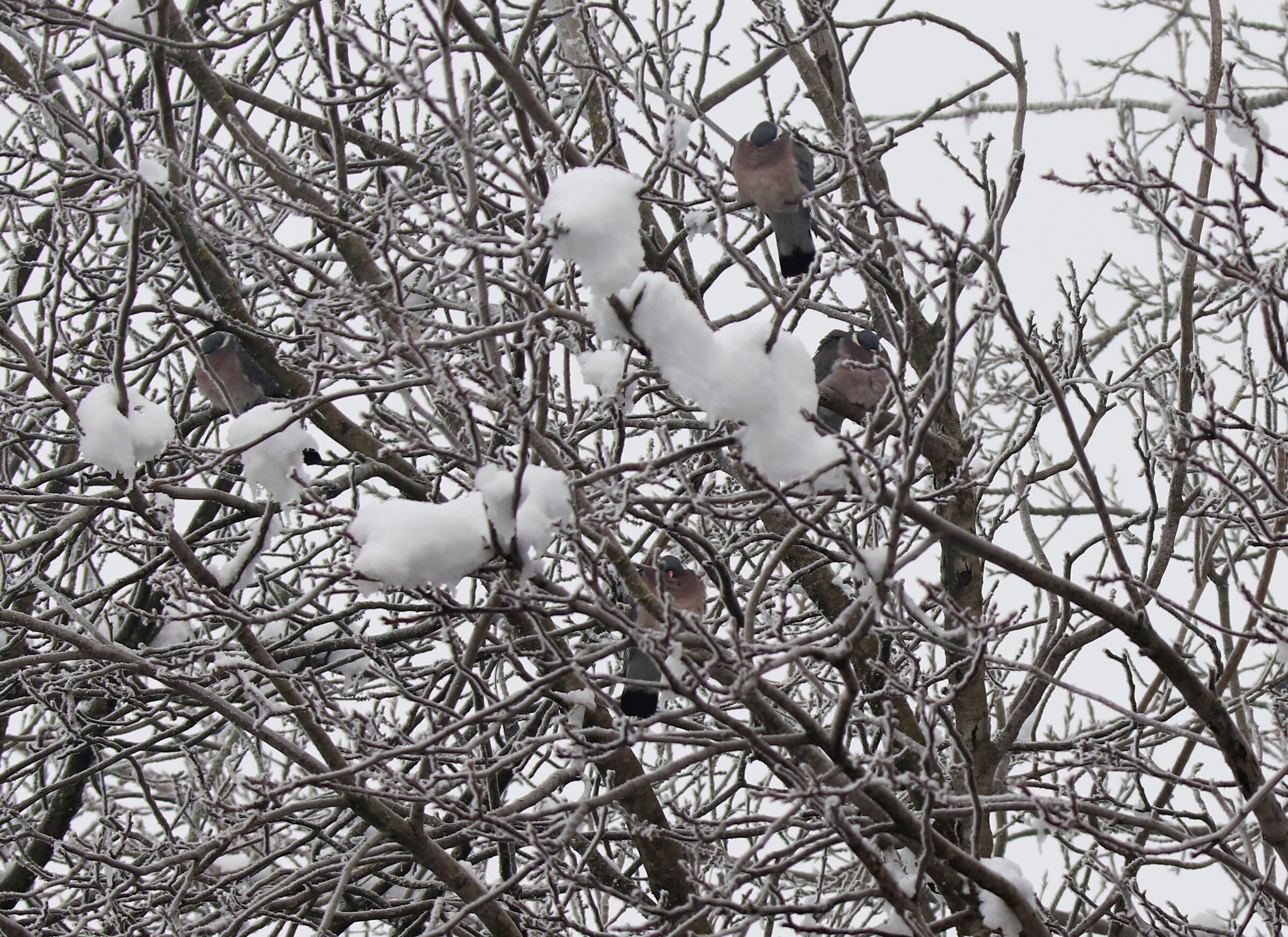 hard times x feathered friends!