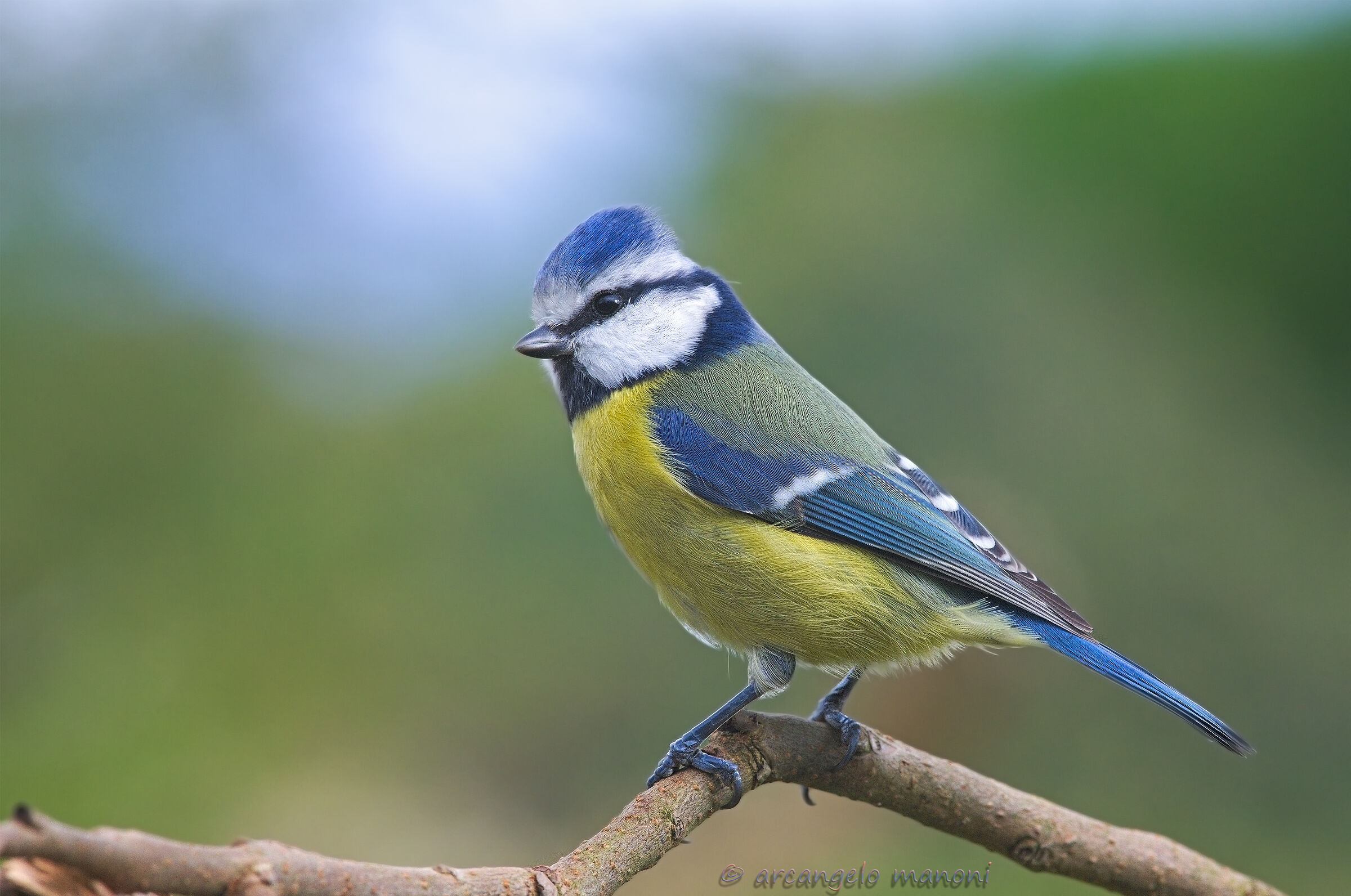 The favorite cinciarella