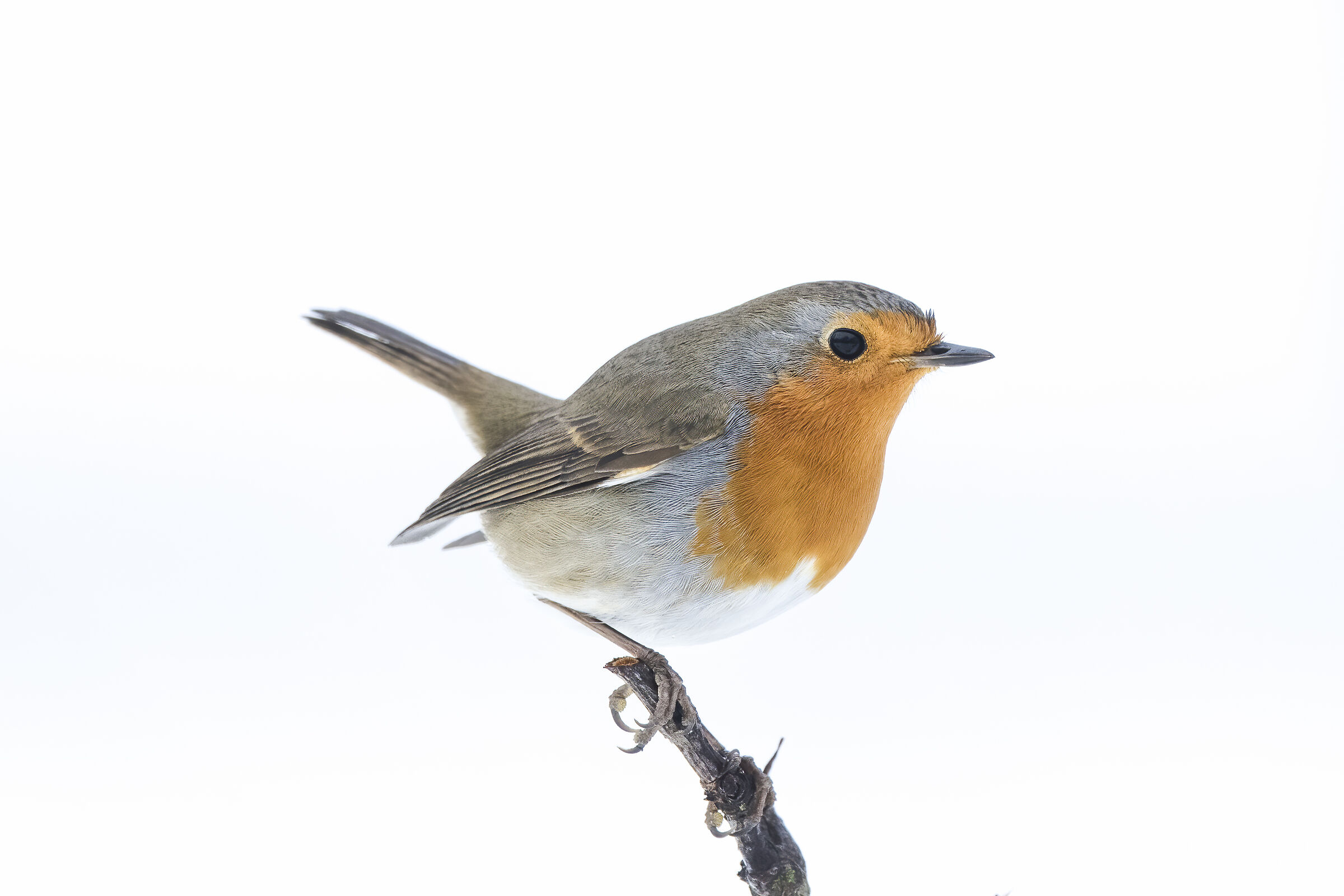 Rubecula's erithacus